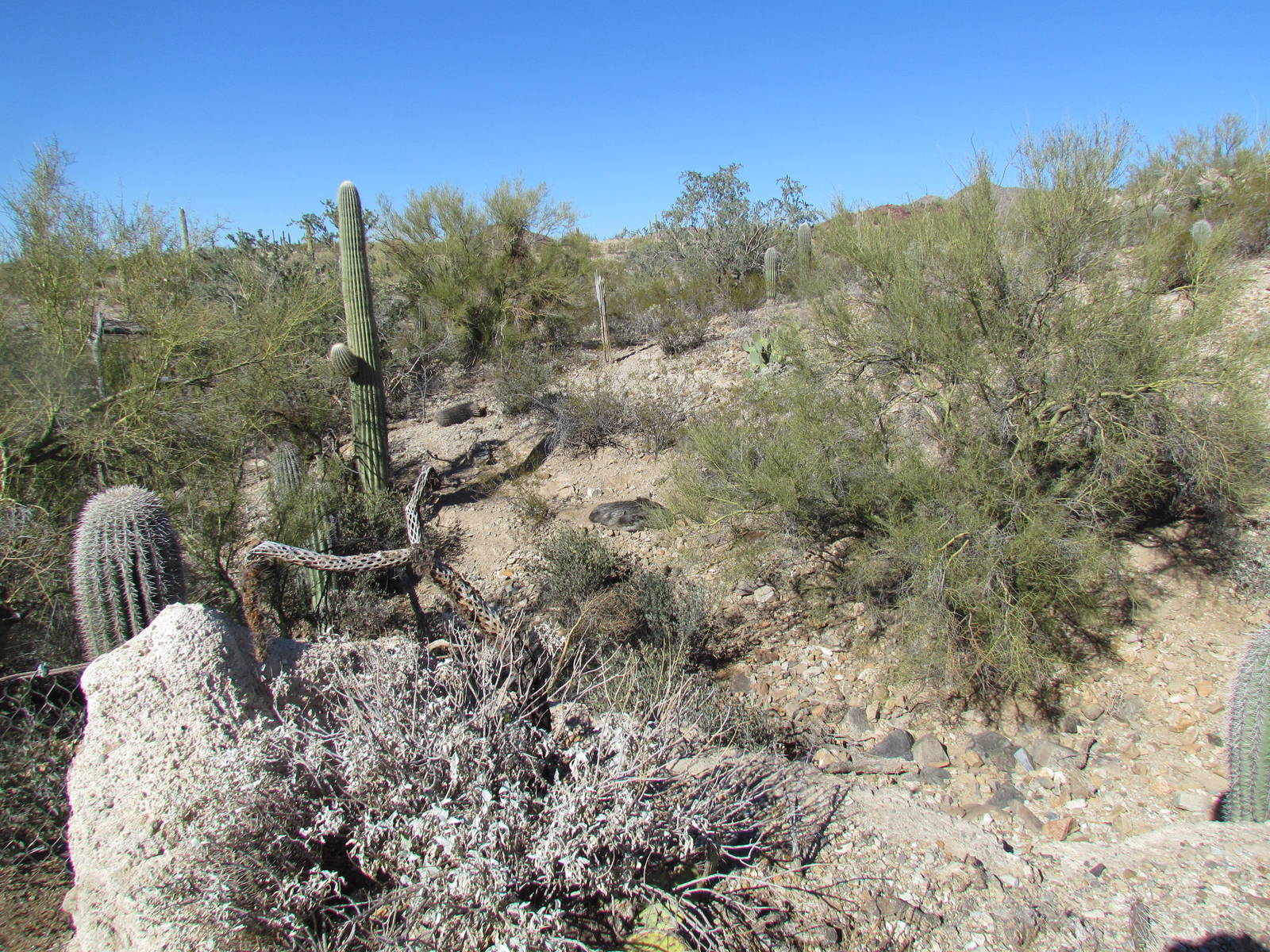 Collared Peccary Exhibit