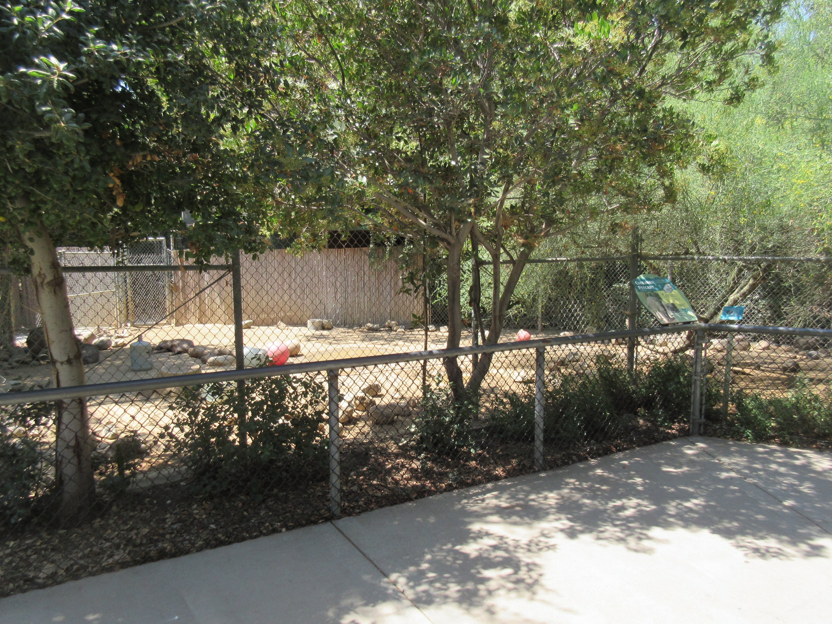 Collared Peccary Exhibit
