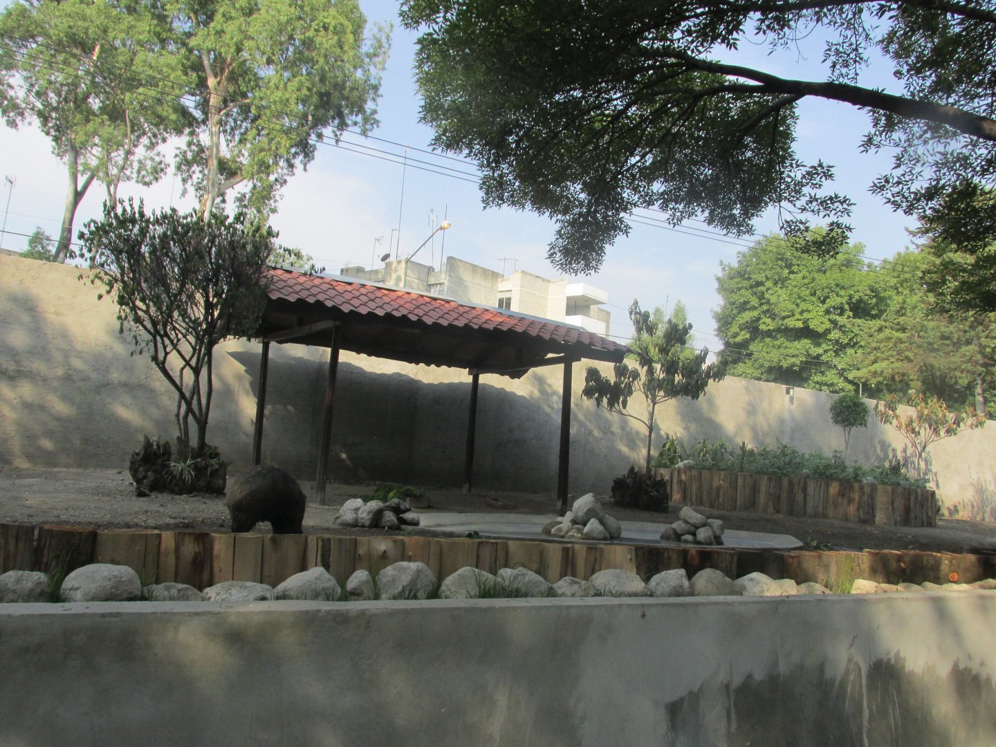 collared peccary exhibit