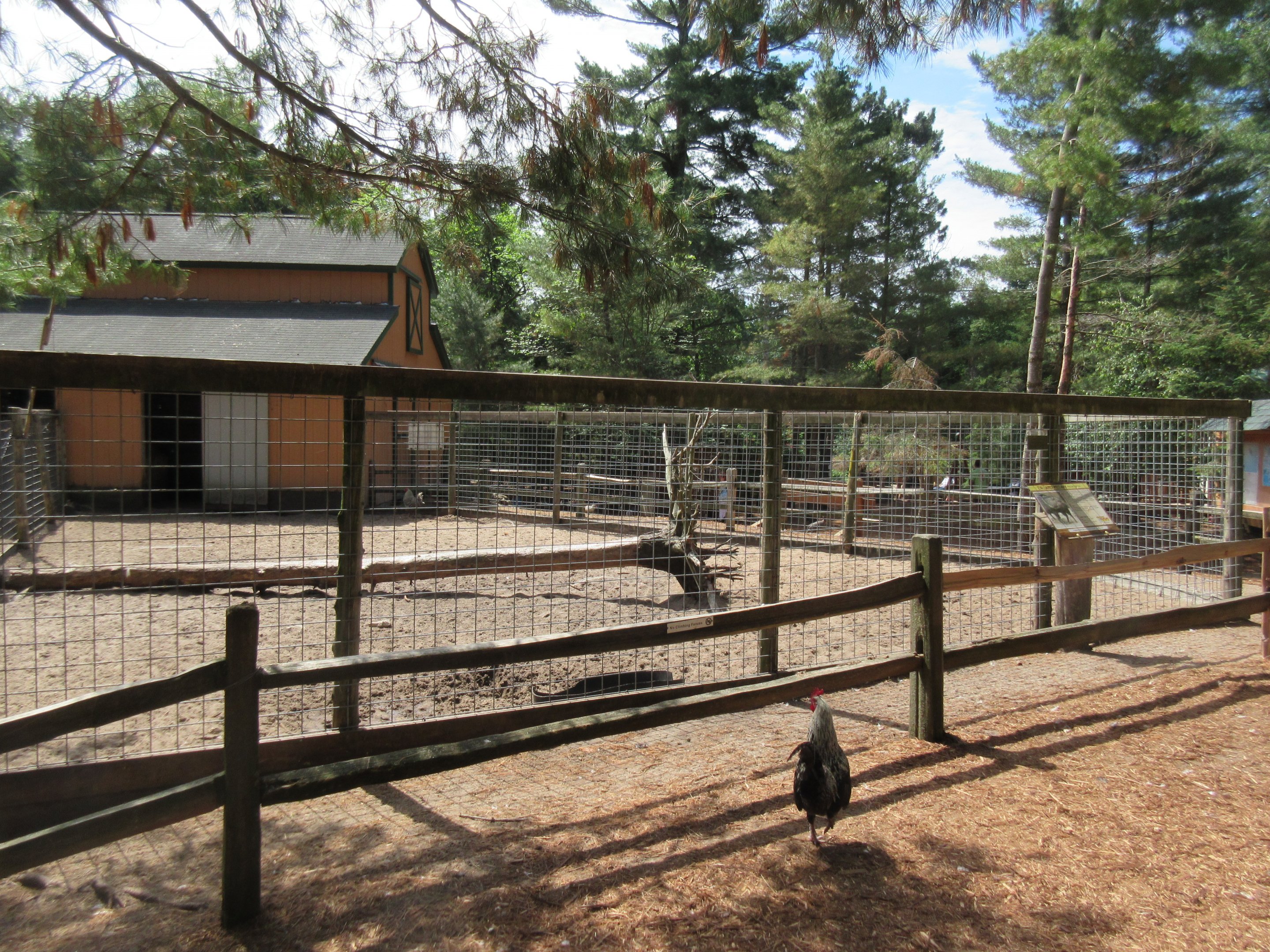 Collared Peccary Exhibit