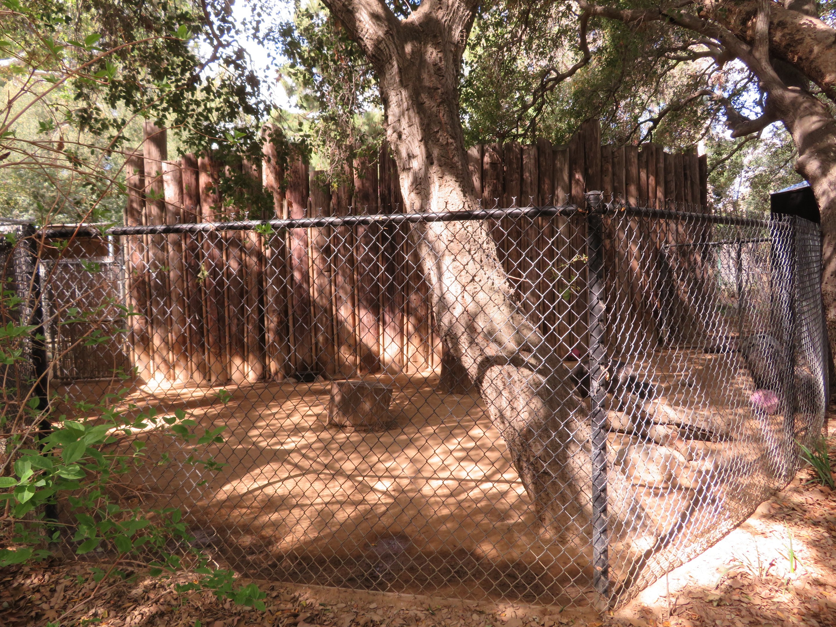 Collared Peccary Exhibit