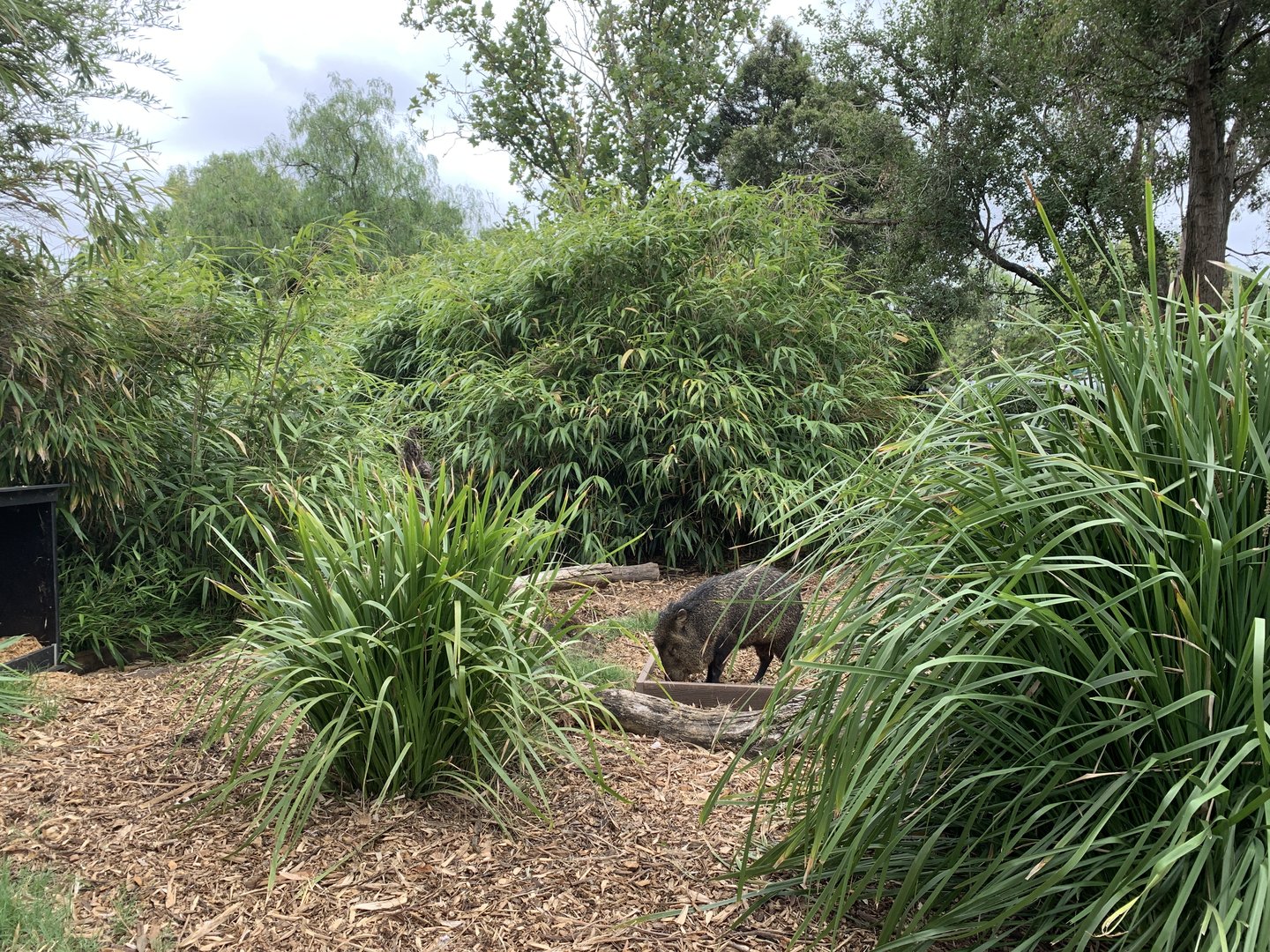Collared Peccary Exhibit