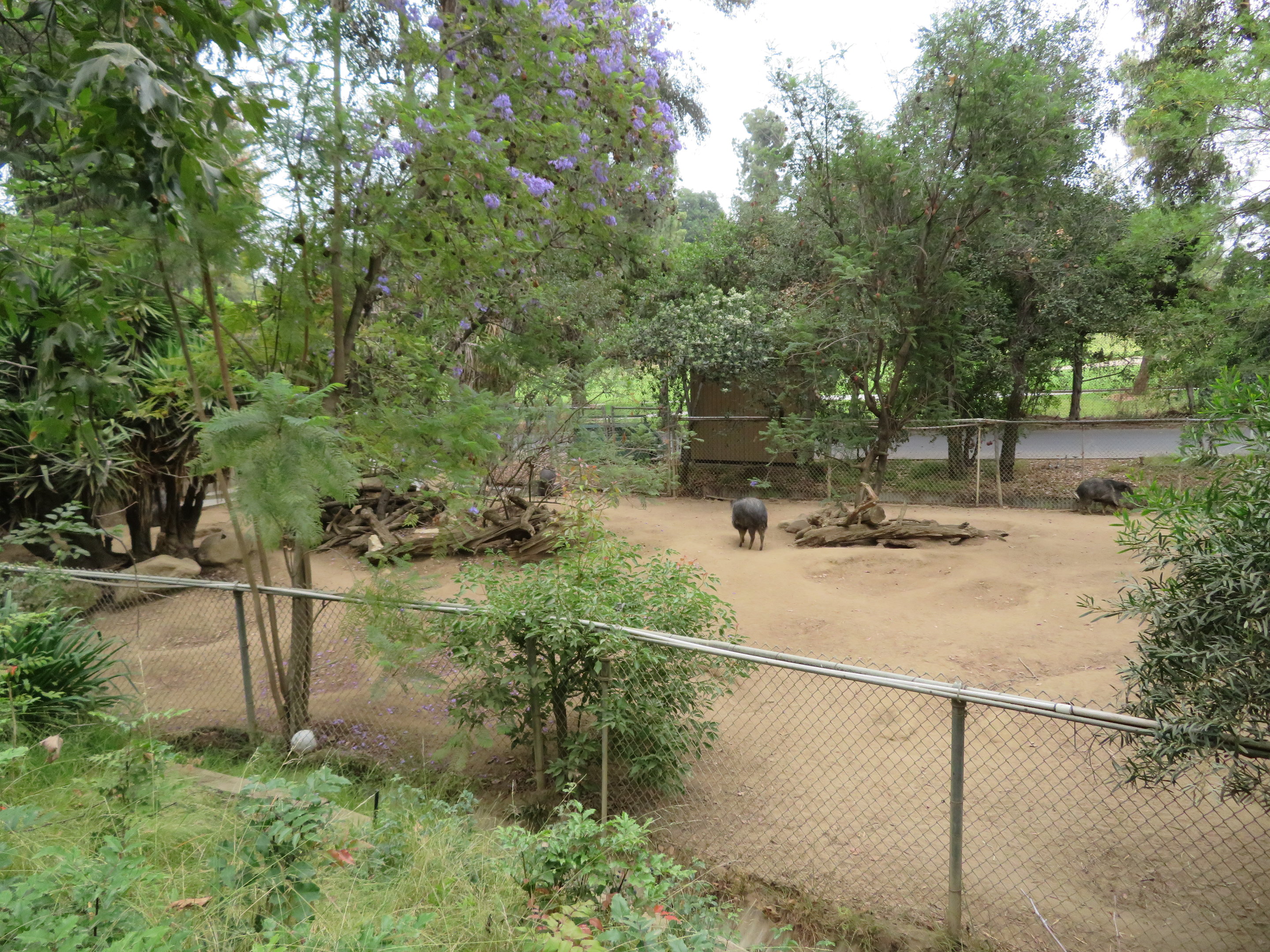 Collared Peccary Exhibit