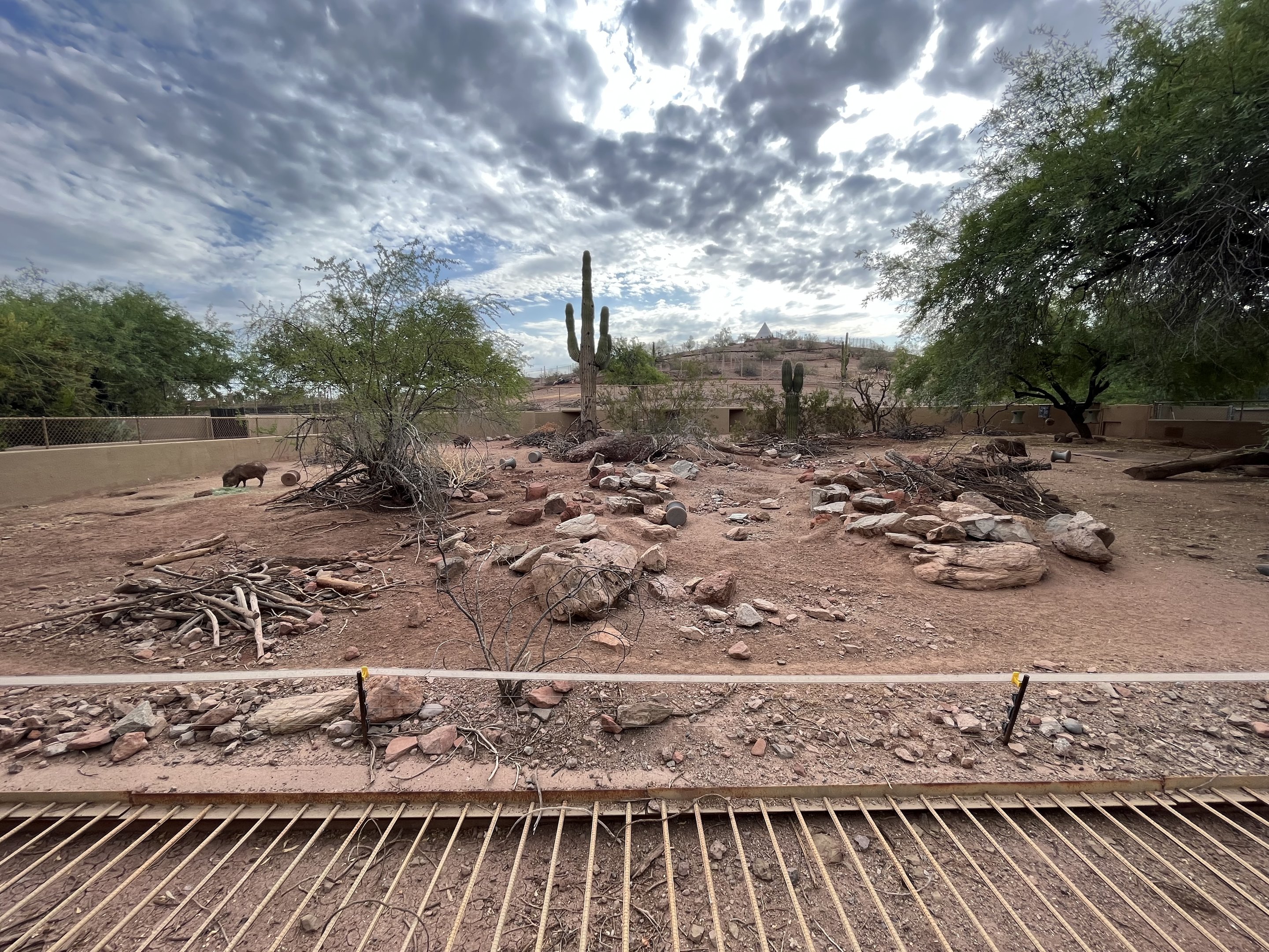 Collared Peccary Exhibit