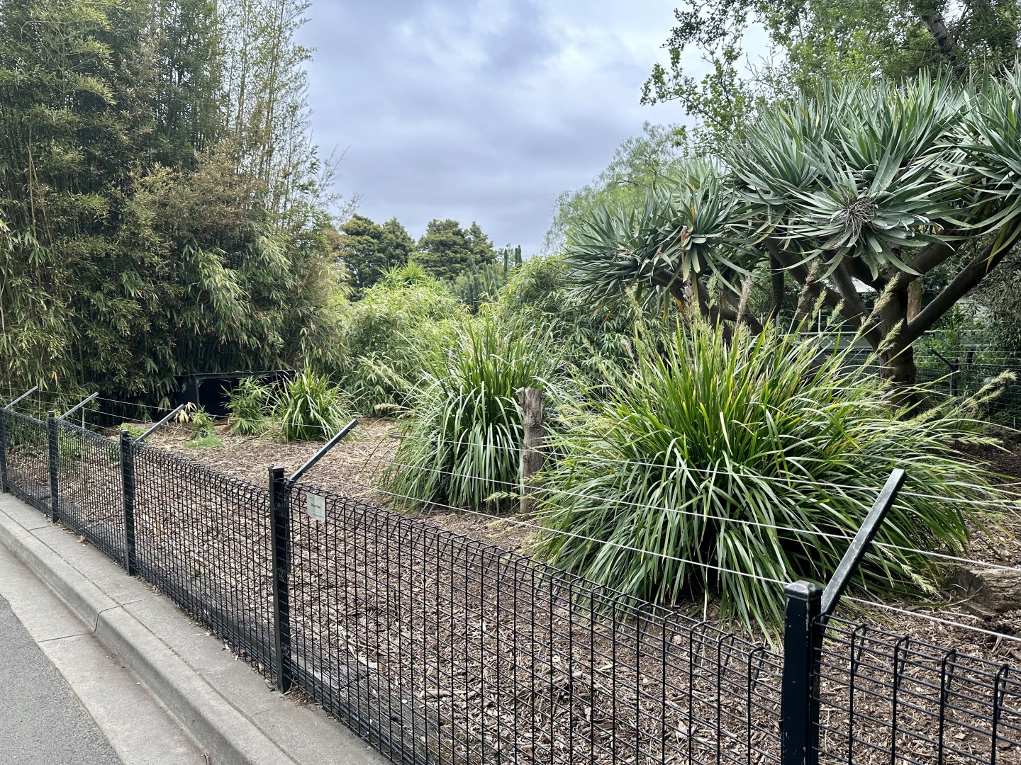 Collared Peccary Exhibit