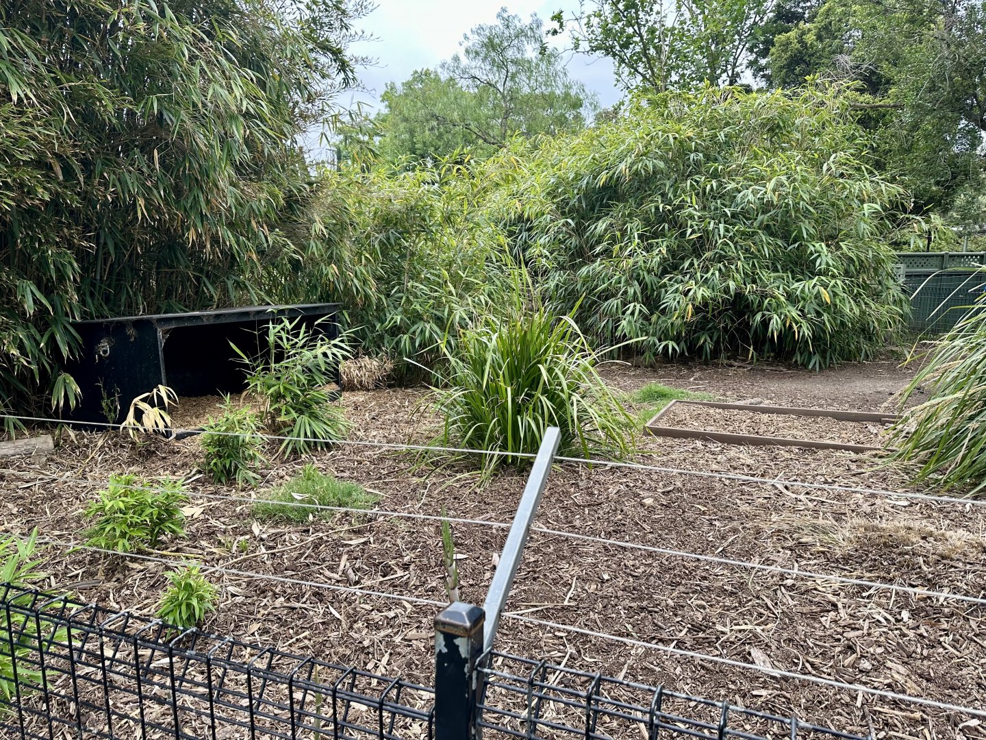 Collared Peccary Exhibit