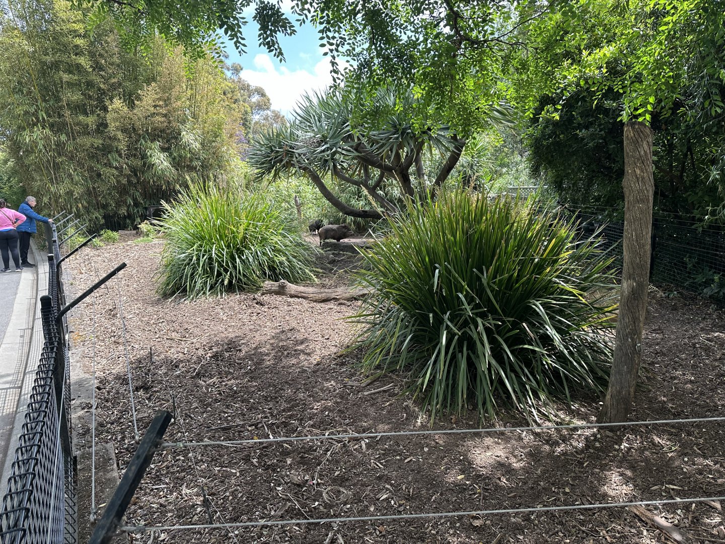 Collared Peccary Exhibit