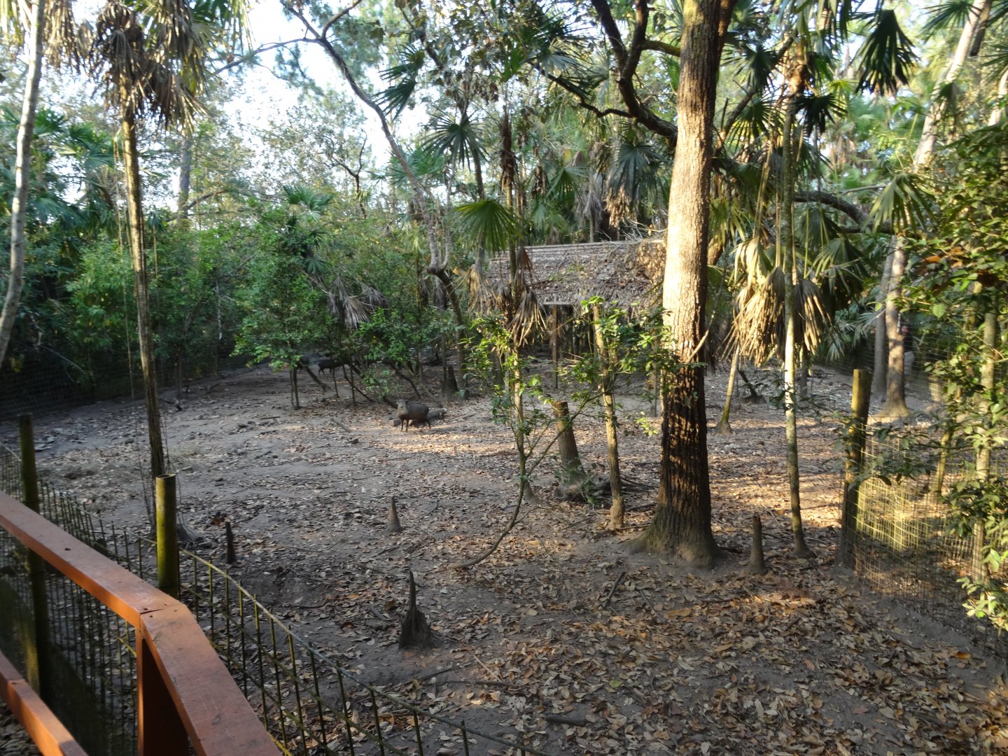 Collared Peccary Exhibit