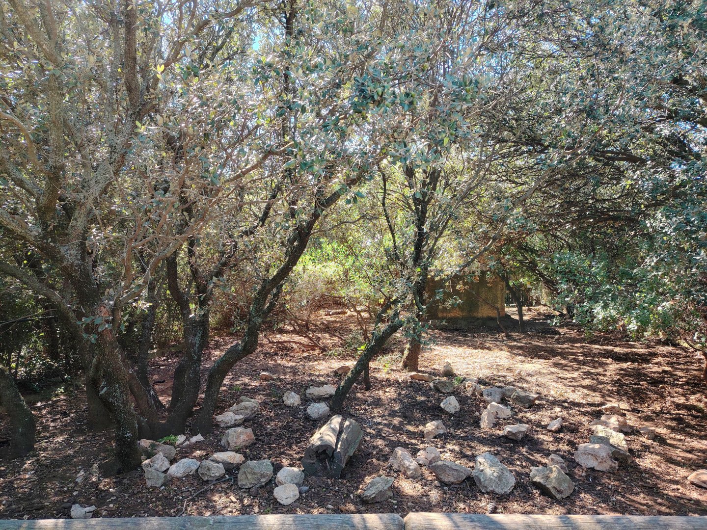 Collared Peccary Exhibit