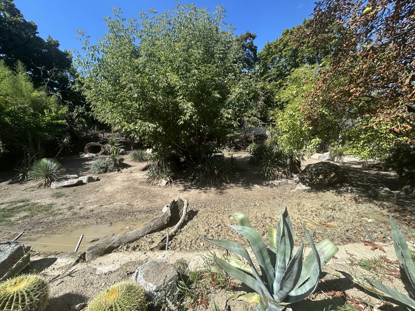 Collared Peccary Exhibit