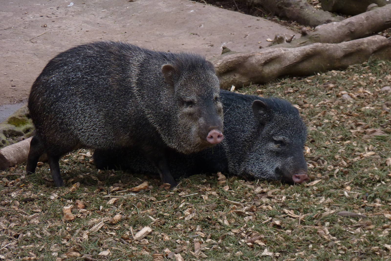 Collared Peccary, February 2015