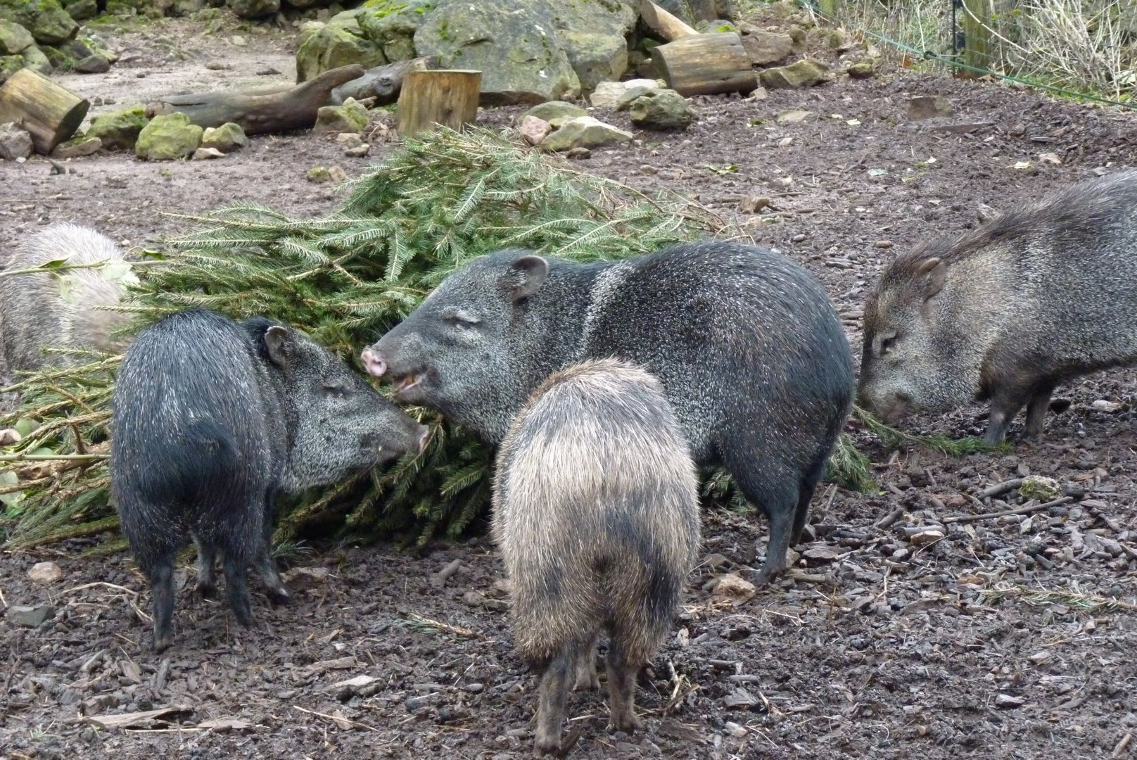 Collared Peccary, February 2017