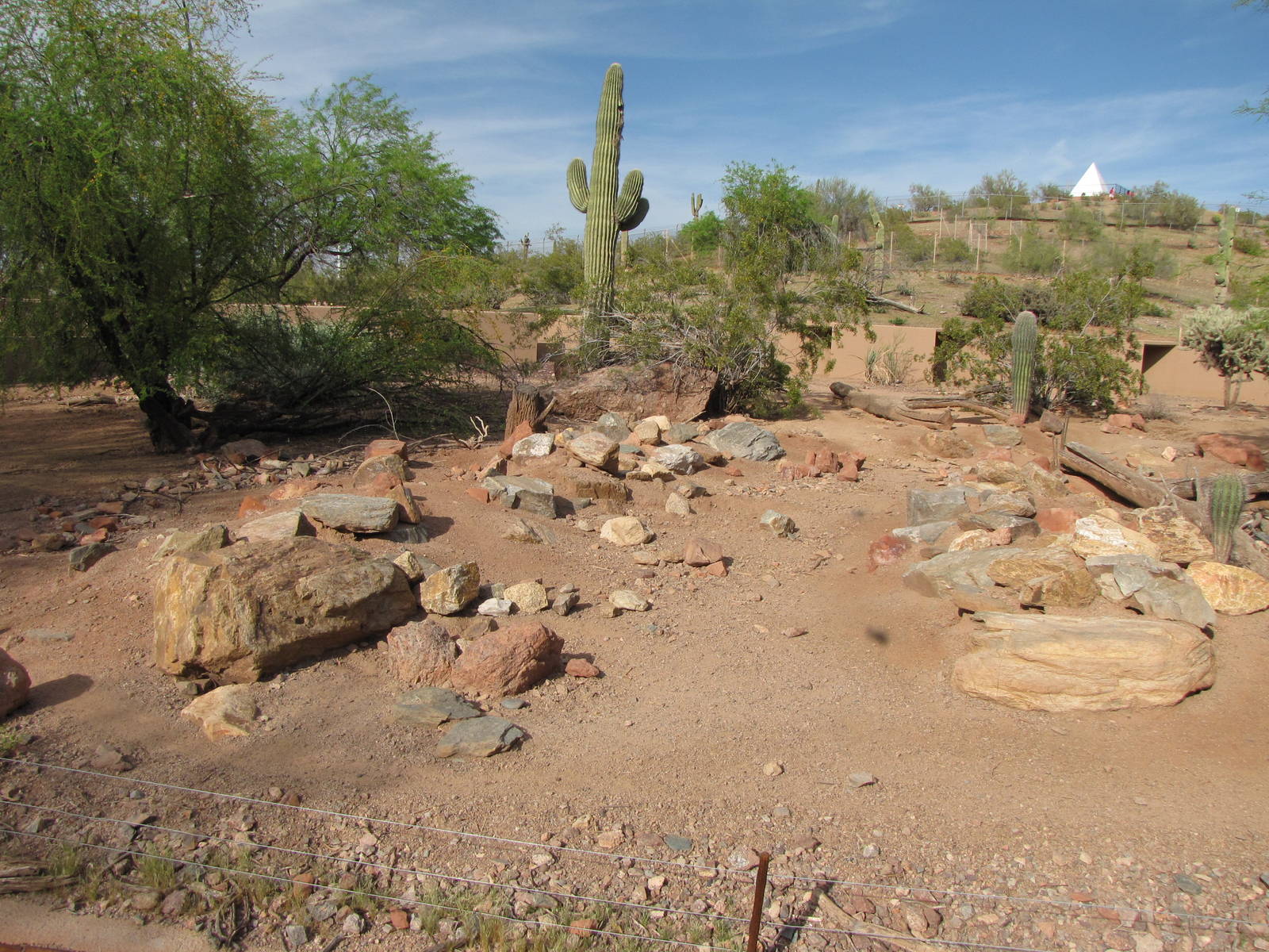Collared Peccary Habitat