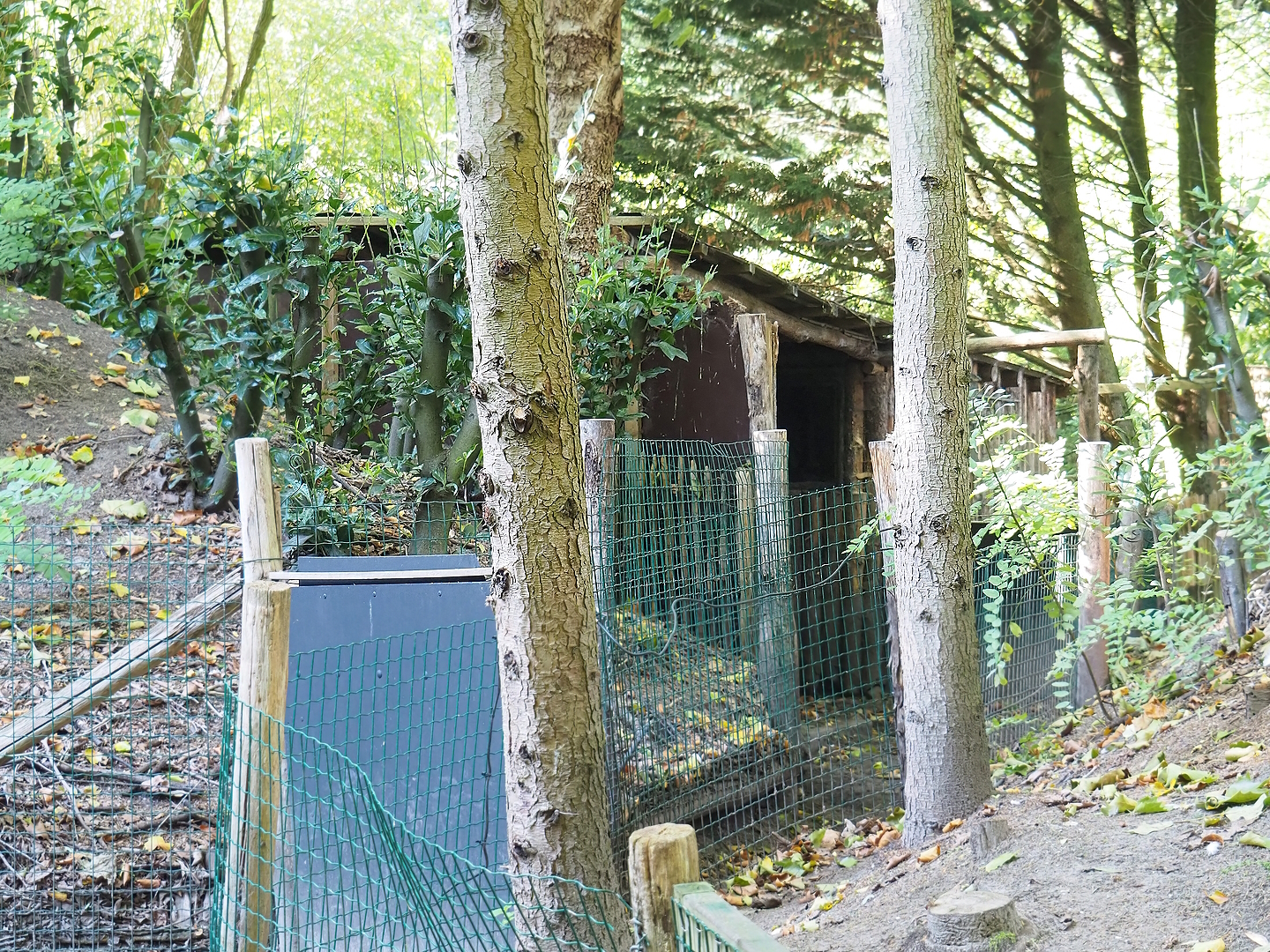 Collared peccary holding area, 2022-10-09