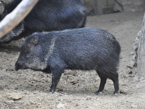 Collared Peccary in Kishinev Zoo