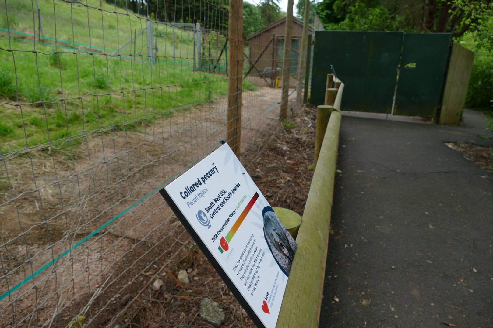 Collared Peccary in new home, May 2022