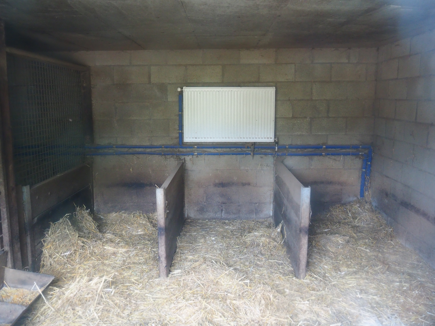 Collared peccary indoor housing, 2023-06-24