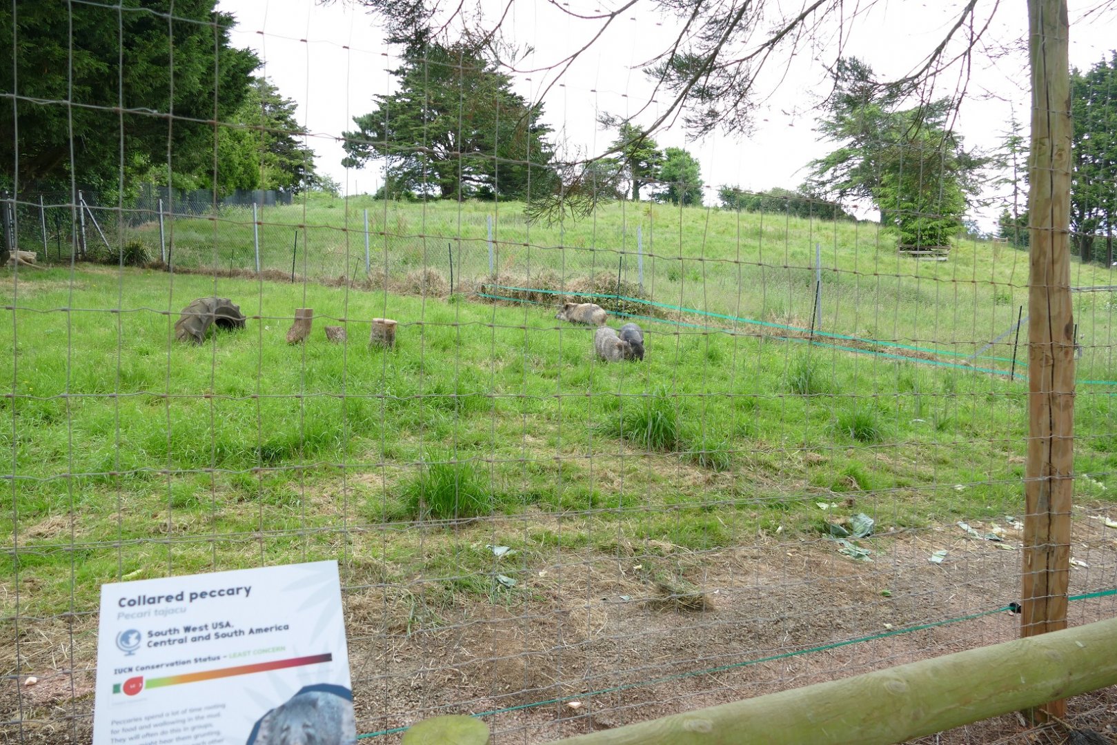 Collared Peccary, May 2022