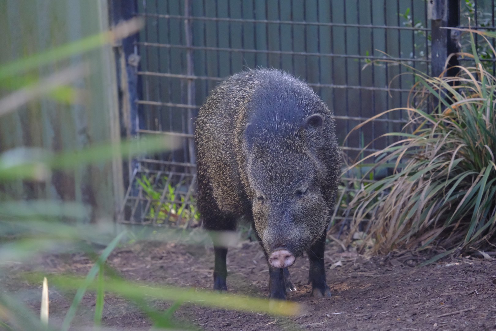 Collared Peccary - Melbourne Zoo