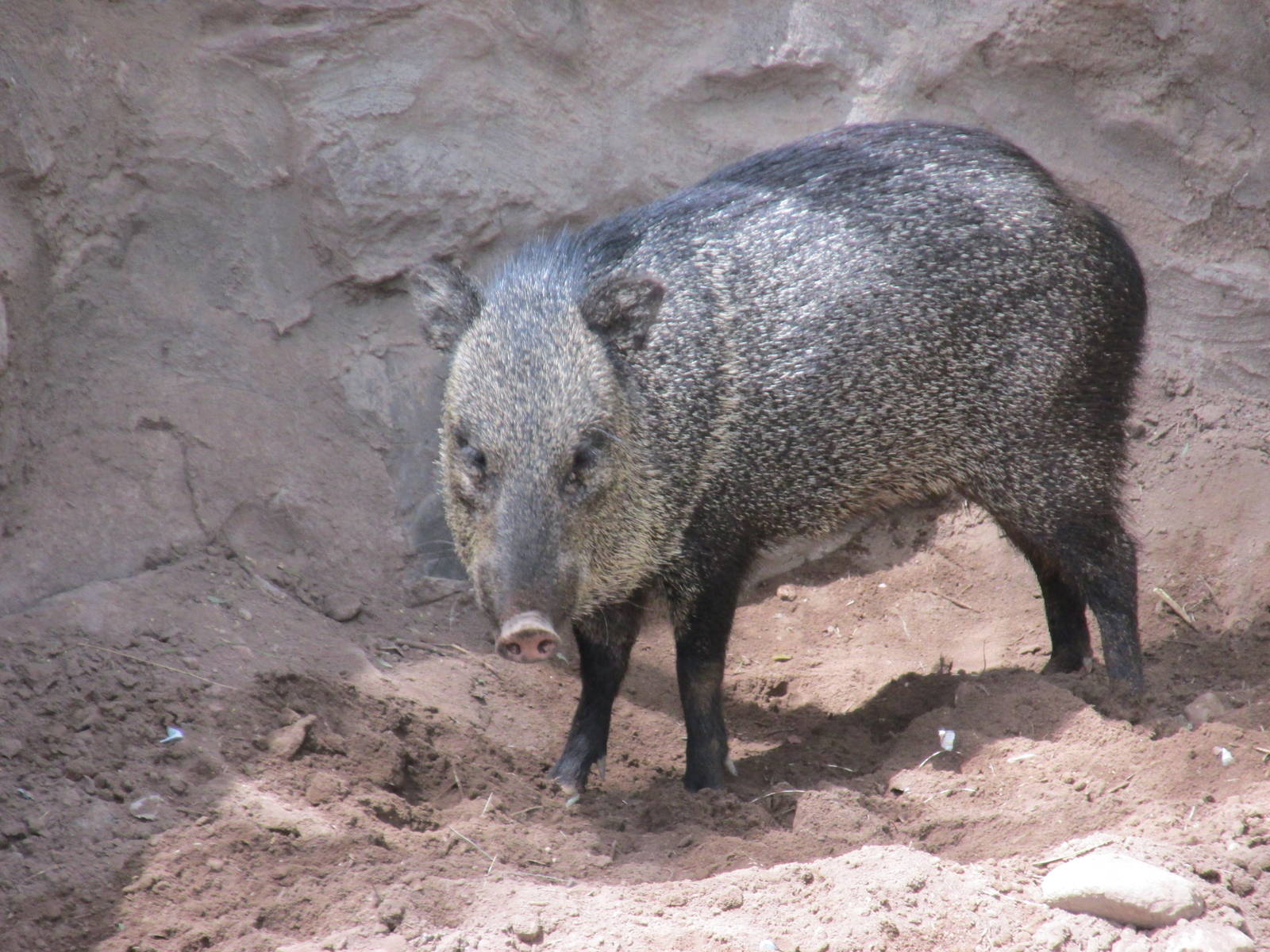 collared peccary mendoza zoo