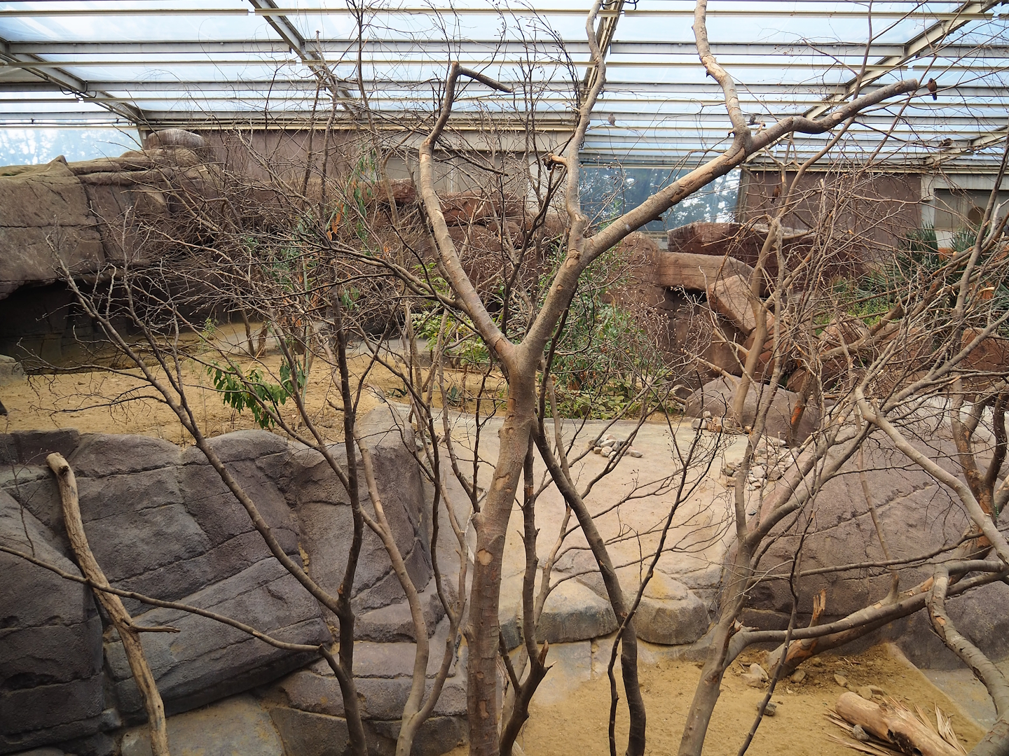 Collared peccary, North American porcupine and Black-tailed prairie dog exhibit, 2023-10-07