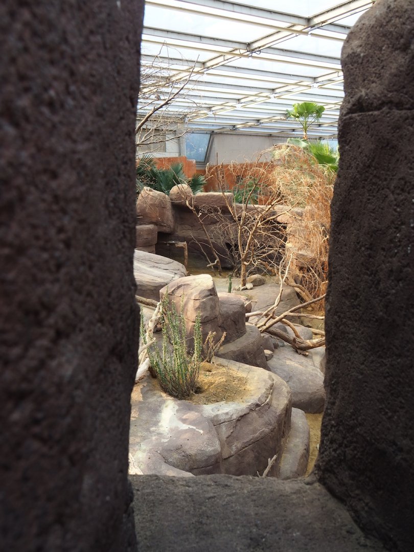 Collared peccary, North American porcupine and Black-tailed prairie dog exhibit, 2023-10-07