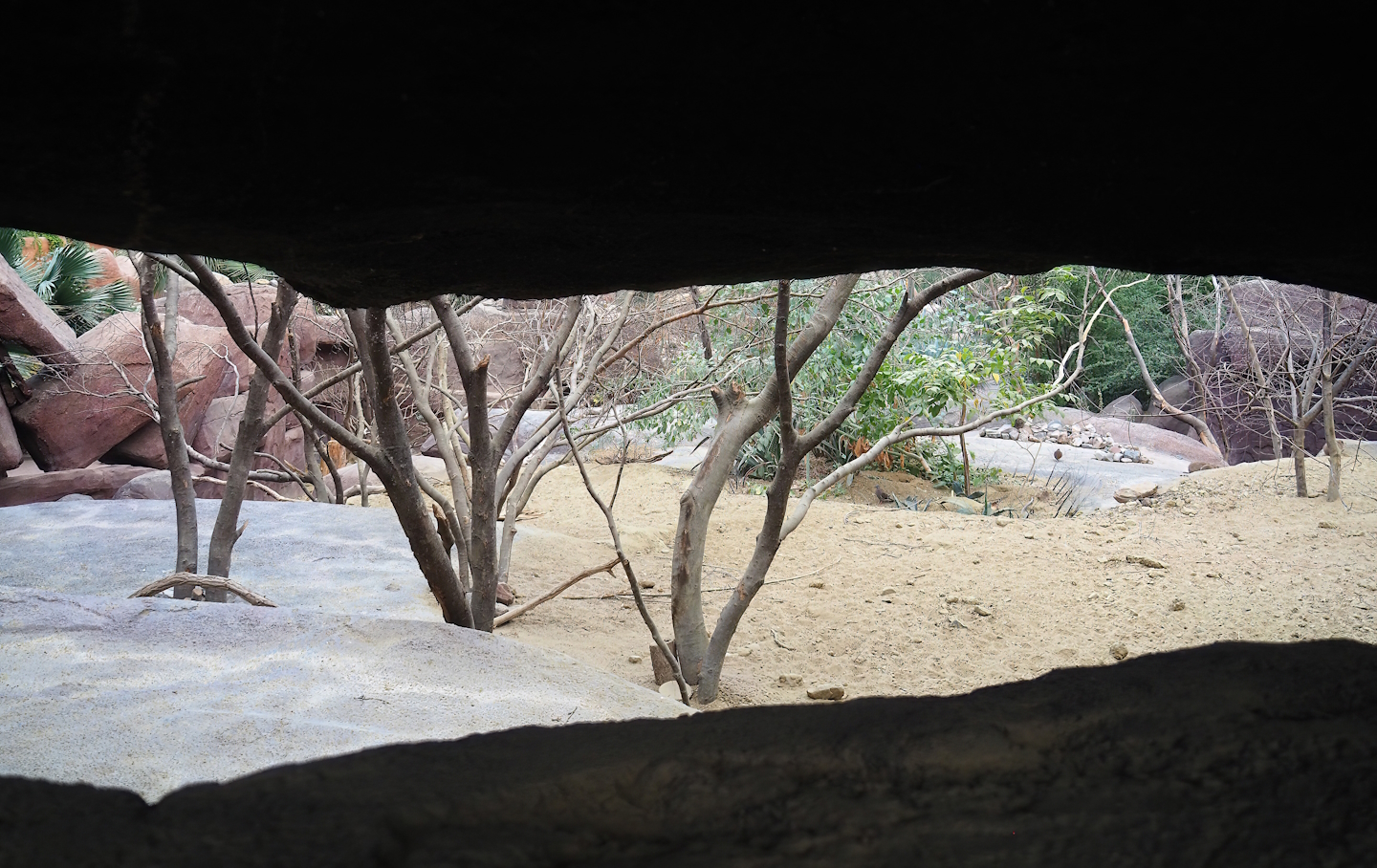 Collared peccary, North American porcupine and Black-tailed prairie dog exhibit, 2023-10-07
