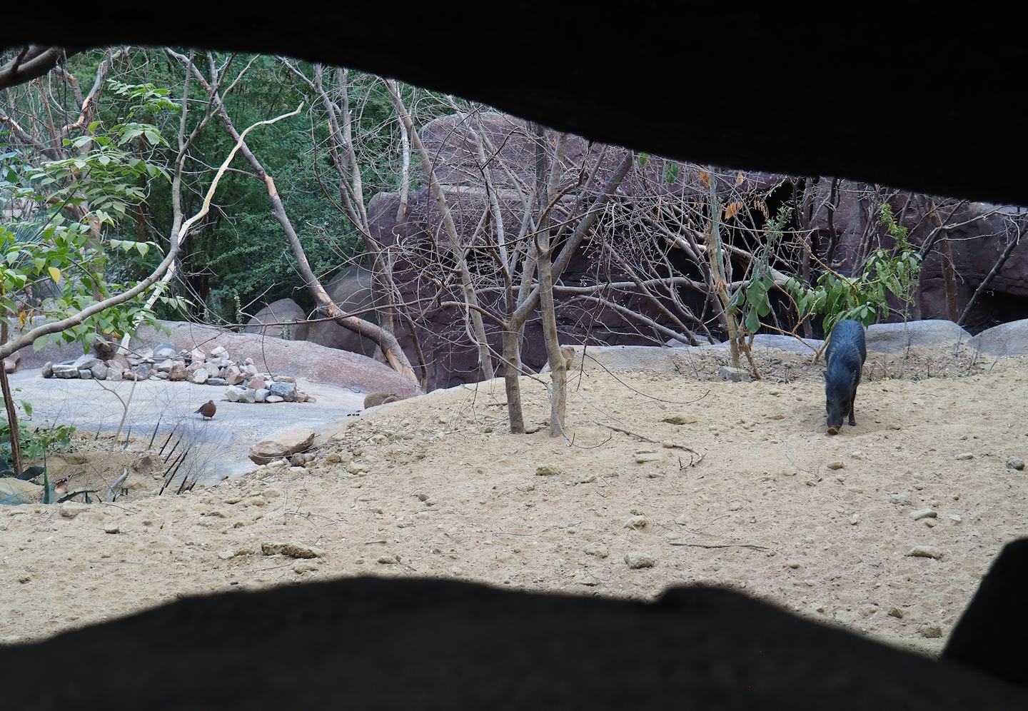 Collared peccary, North American porcupine and Black-tailed prairie dog exhibit, 2023-10-07