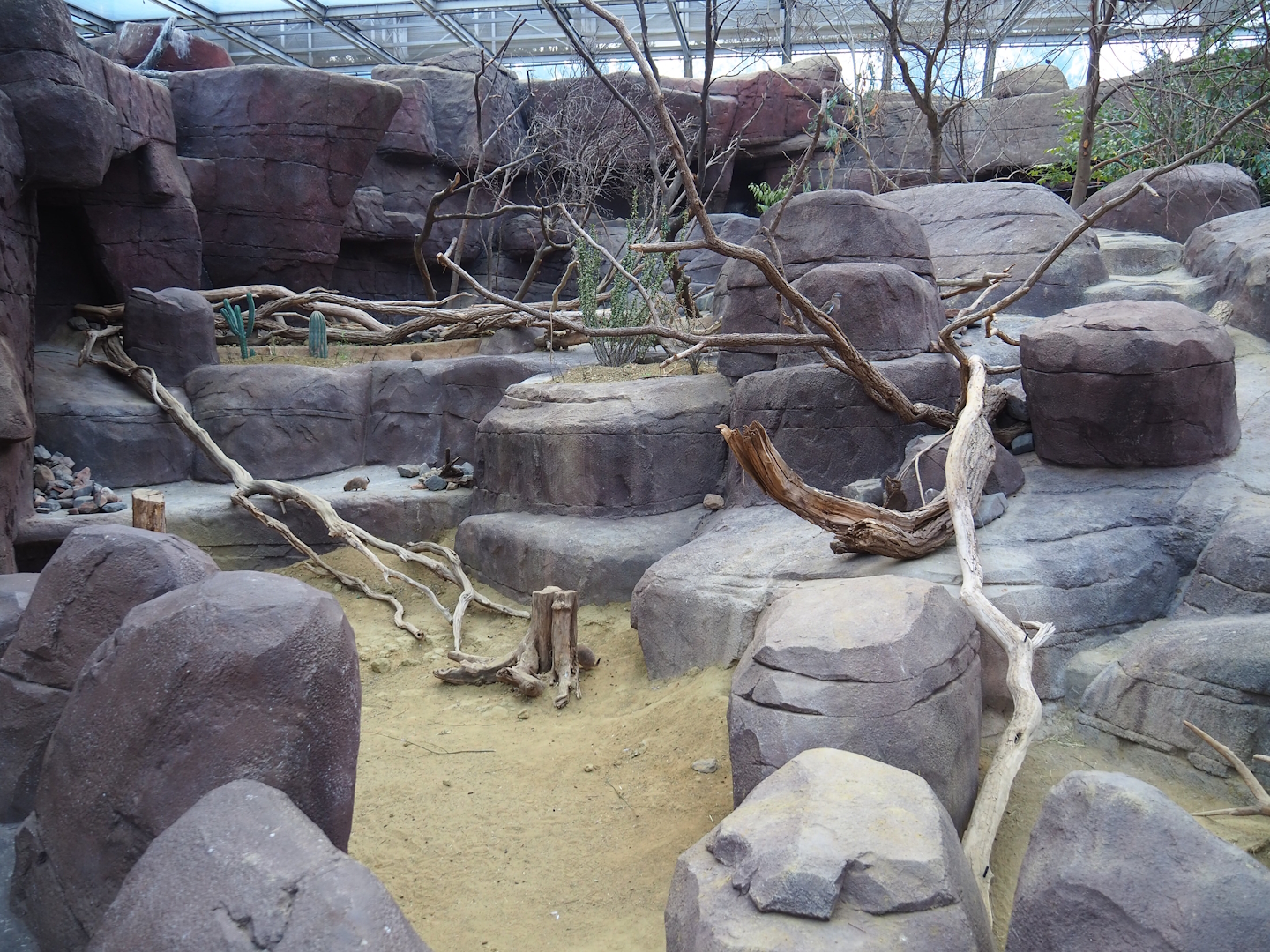 Collared peccary, North American porcupine and Black-tailed prairie dog exhibit, 2023-10-07