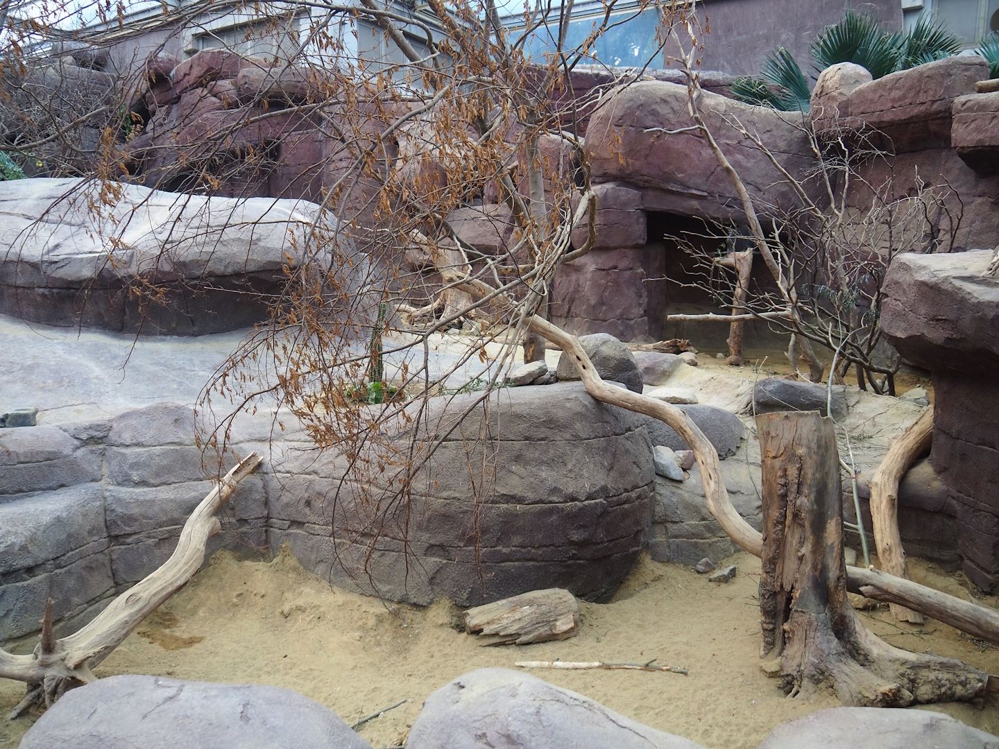 Collared peccary, North American porcupine and Black-tailed prairie dog exhibit, 2023-10-07