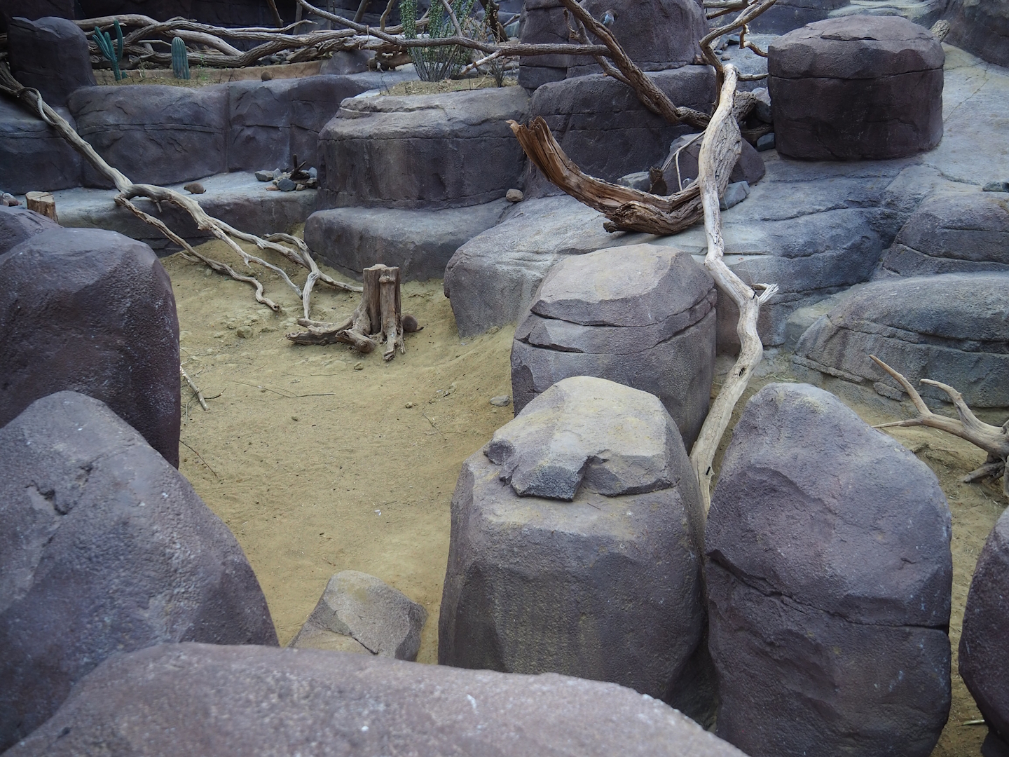 Collared peccary, North American porcupine and Black-tailed prairie dog exhibit, 2023-10-07