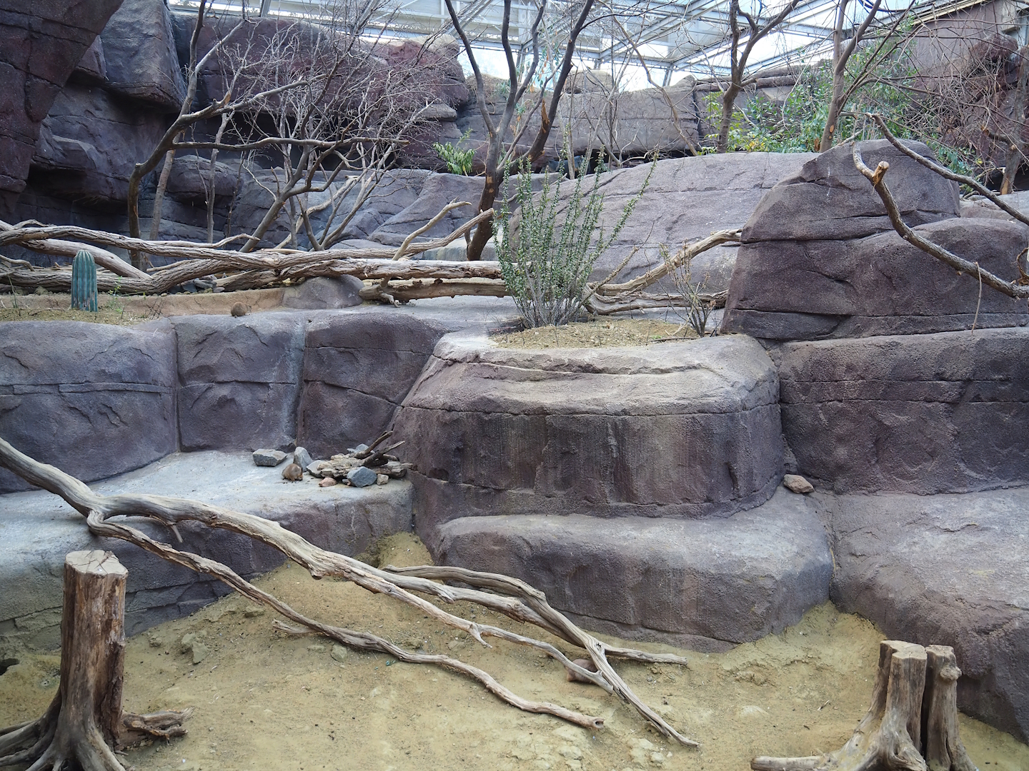 Collared peccary, North American porcupine and Black-tailed prairie dog exhibit, 2023-10-07
