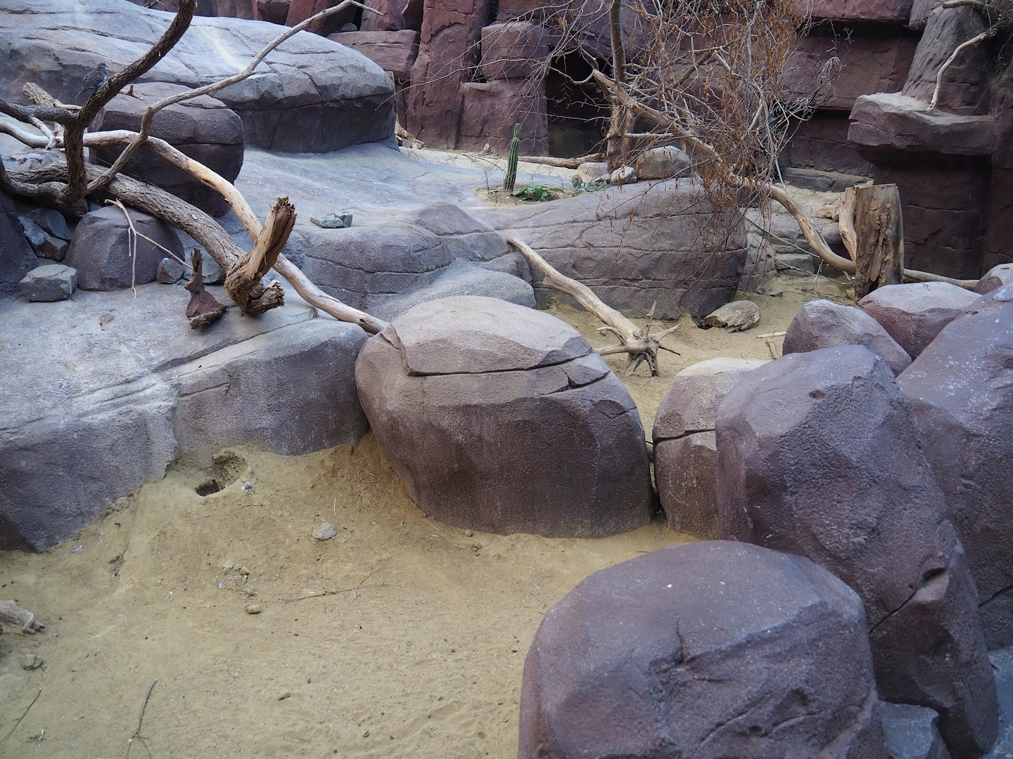 Collared peccary, North American porcupine and Black-tailed prairie dog exhibit, 2023-10-07