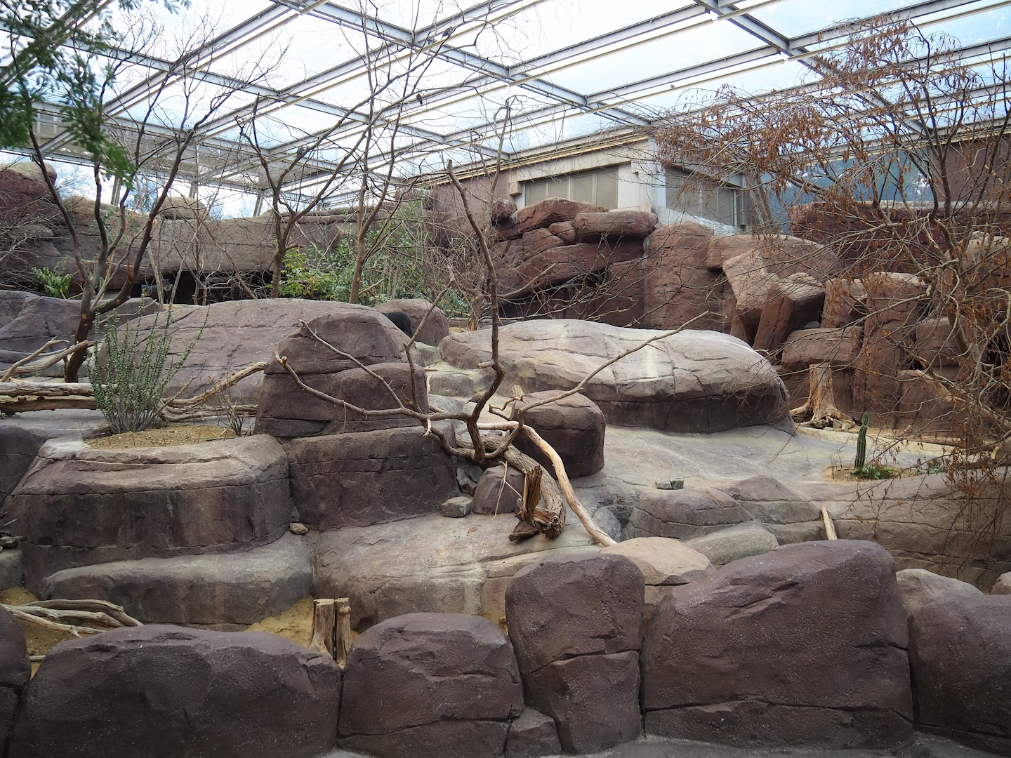 Collared peccary, North American porcupine and Black-tailed prairie dog exhibit, 2023-10-07