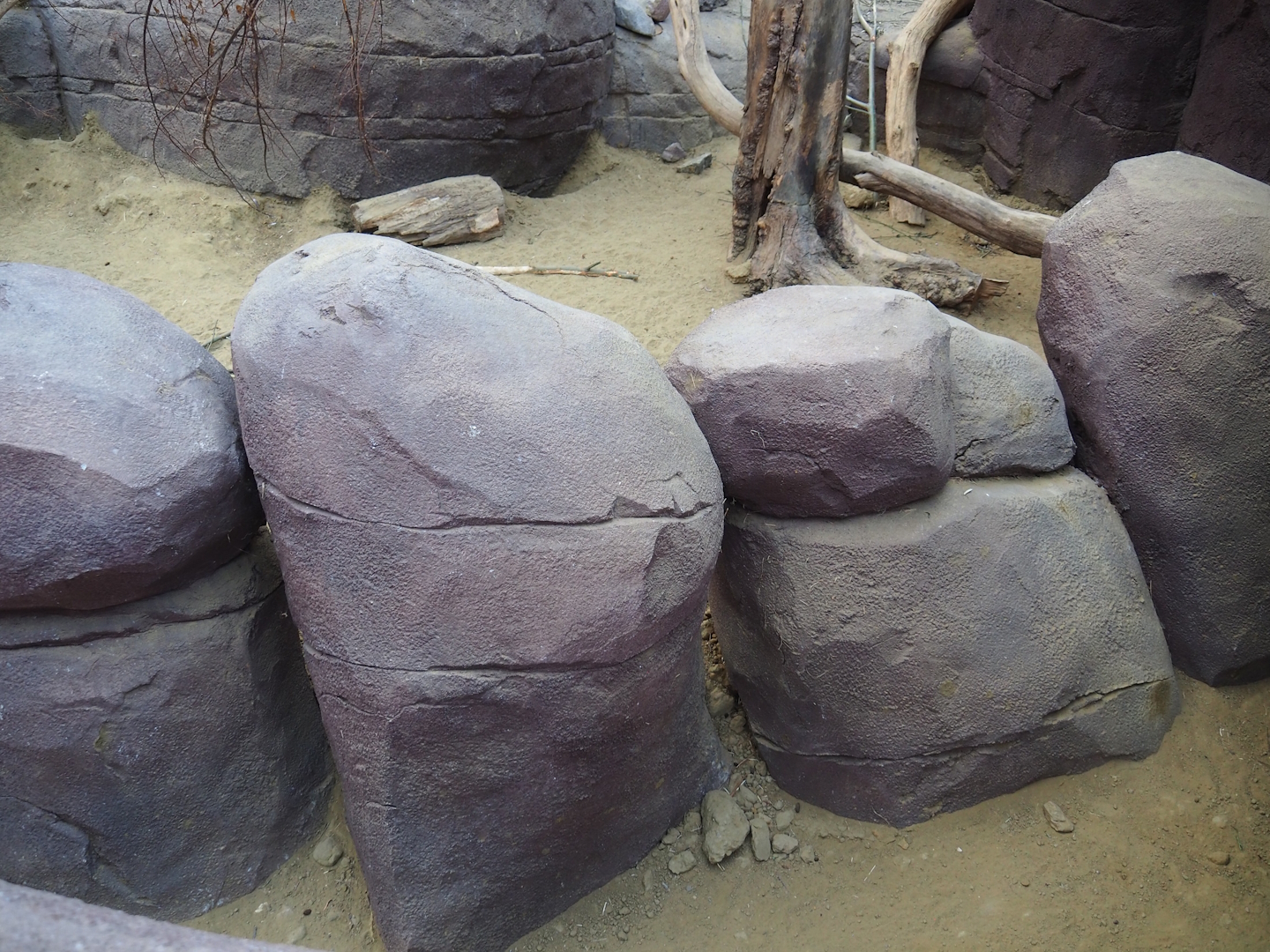 Collared peccary, North American porcupine and Black-tailed prairie dog exhibit - Rock crevices separating areas for praire dogs, 2023-10-07