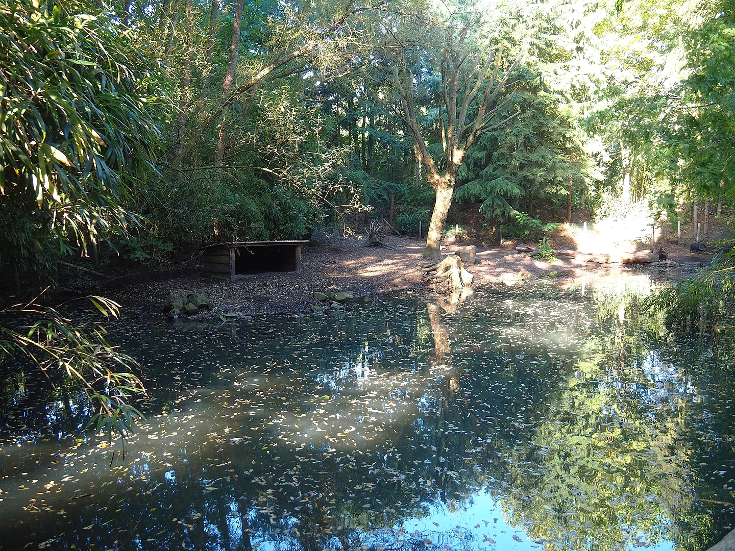 Collared peccary paddock, 2022-10-09