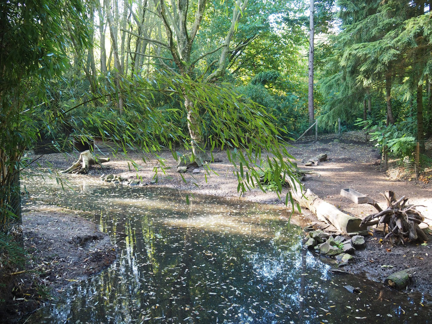 Collared peccary paddock, 2022-10-09