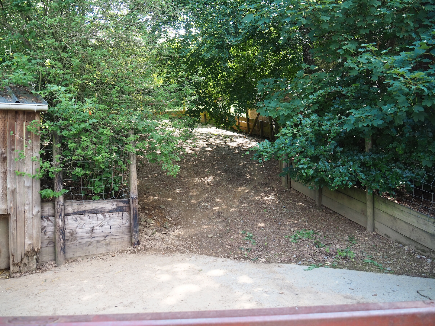 Collared peccary paddock, 2023-06-24