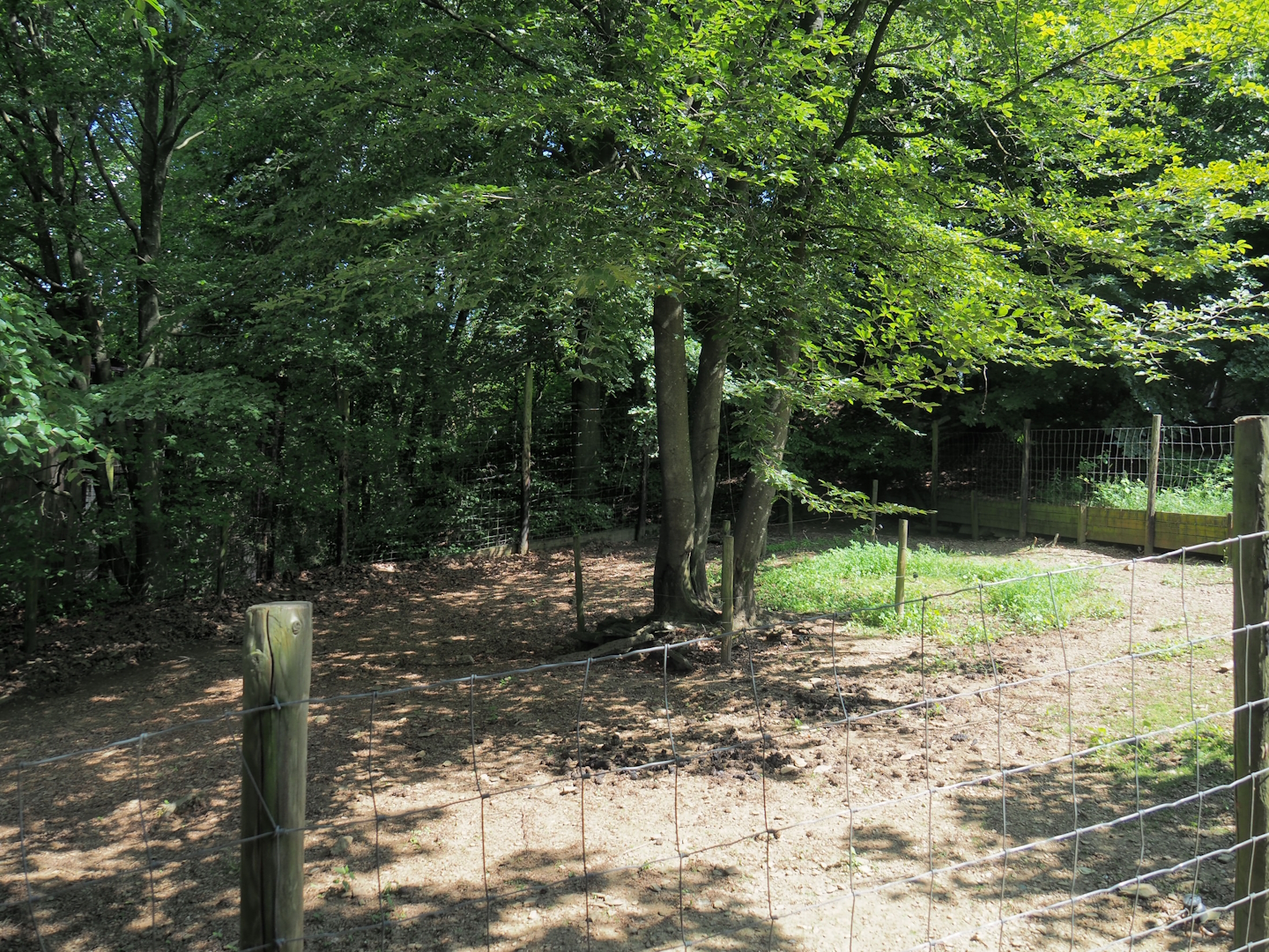 Collared peccary paddock, 2023-06-24