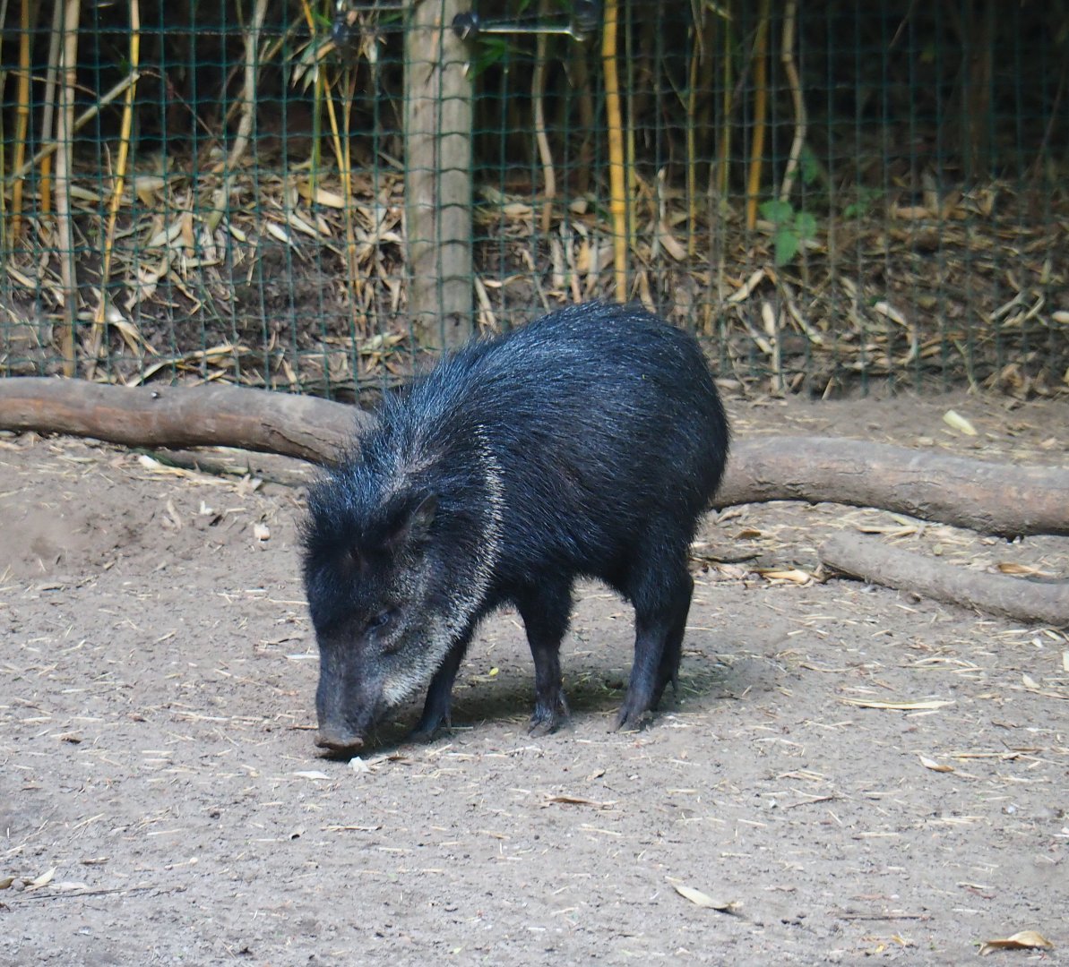 Collared peccary (Pecari tajacu), 2019-08-11