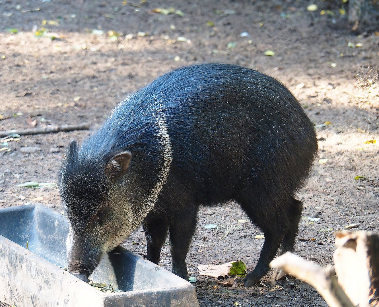 Collared peccary (Pecari tajacu), 2022-10-09