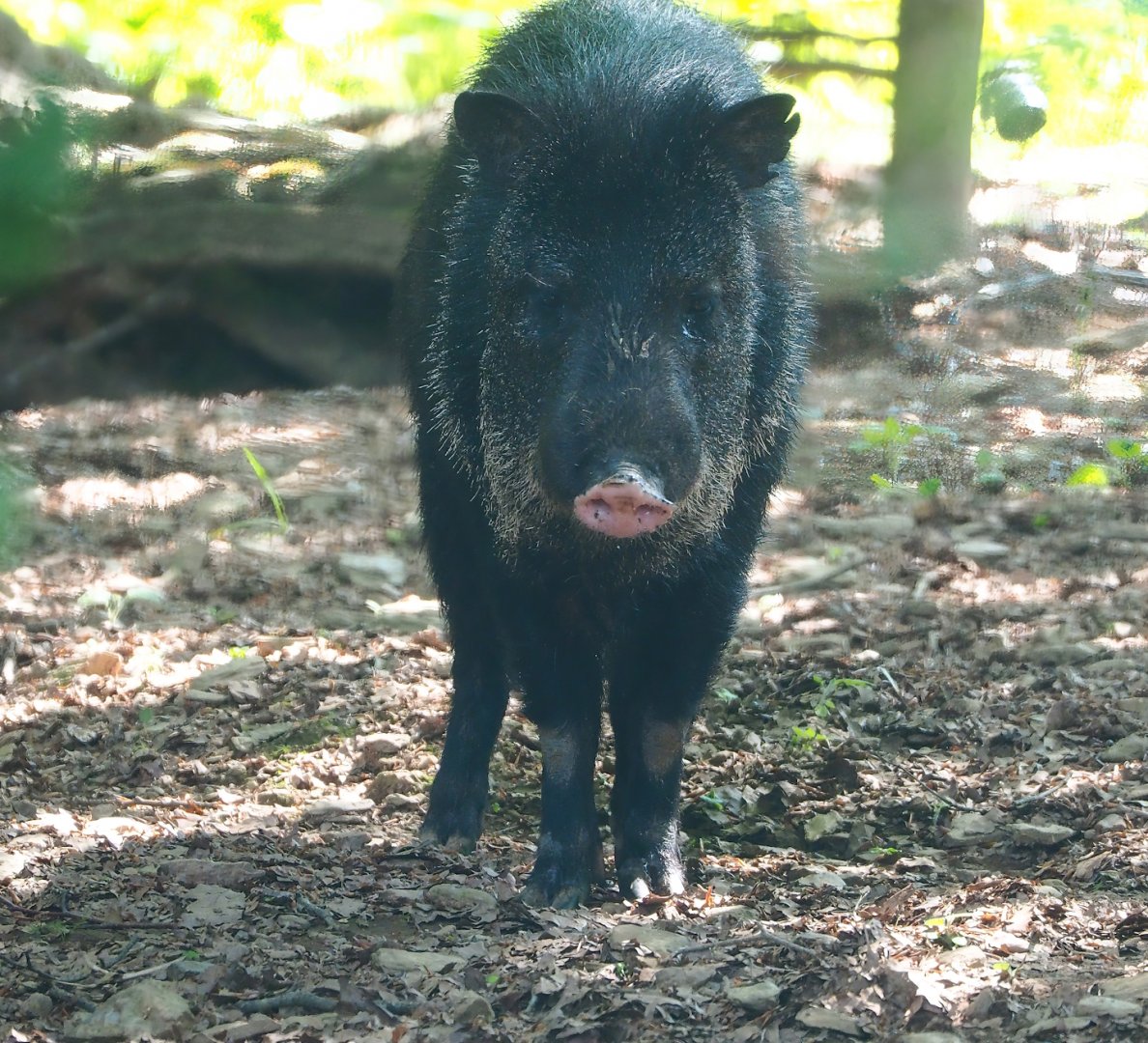Collared peccary (Pecari tajacu), 2023-06-24