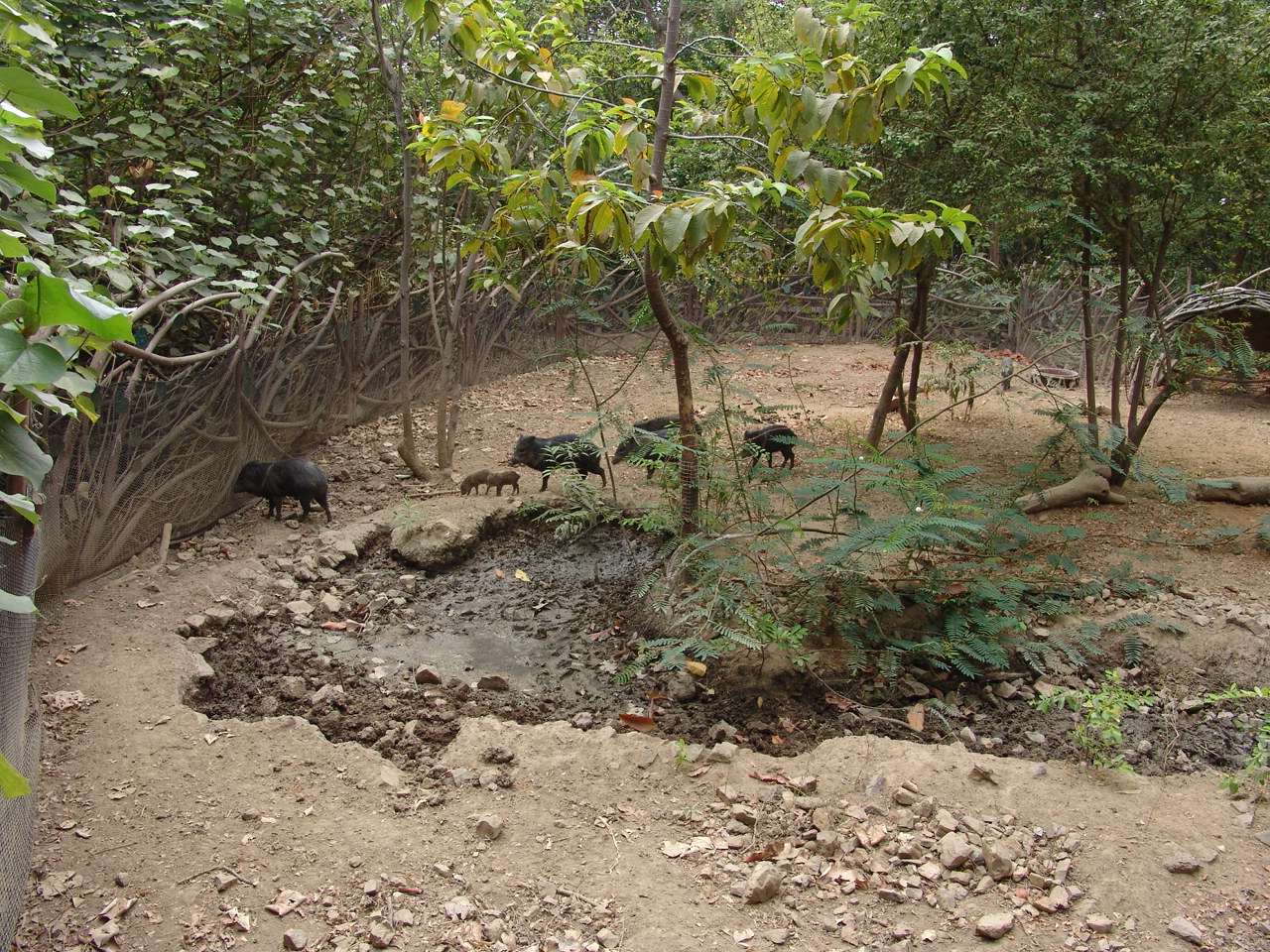 Collared Peccary (Pecari tajacu) exhibit