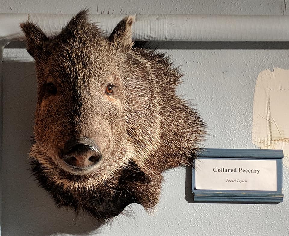 Collared peccary (Pecari tajacu) head mount.