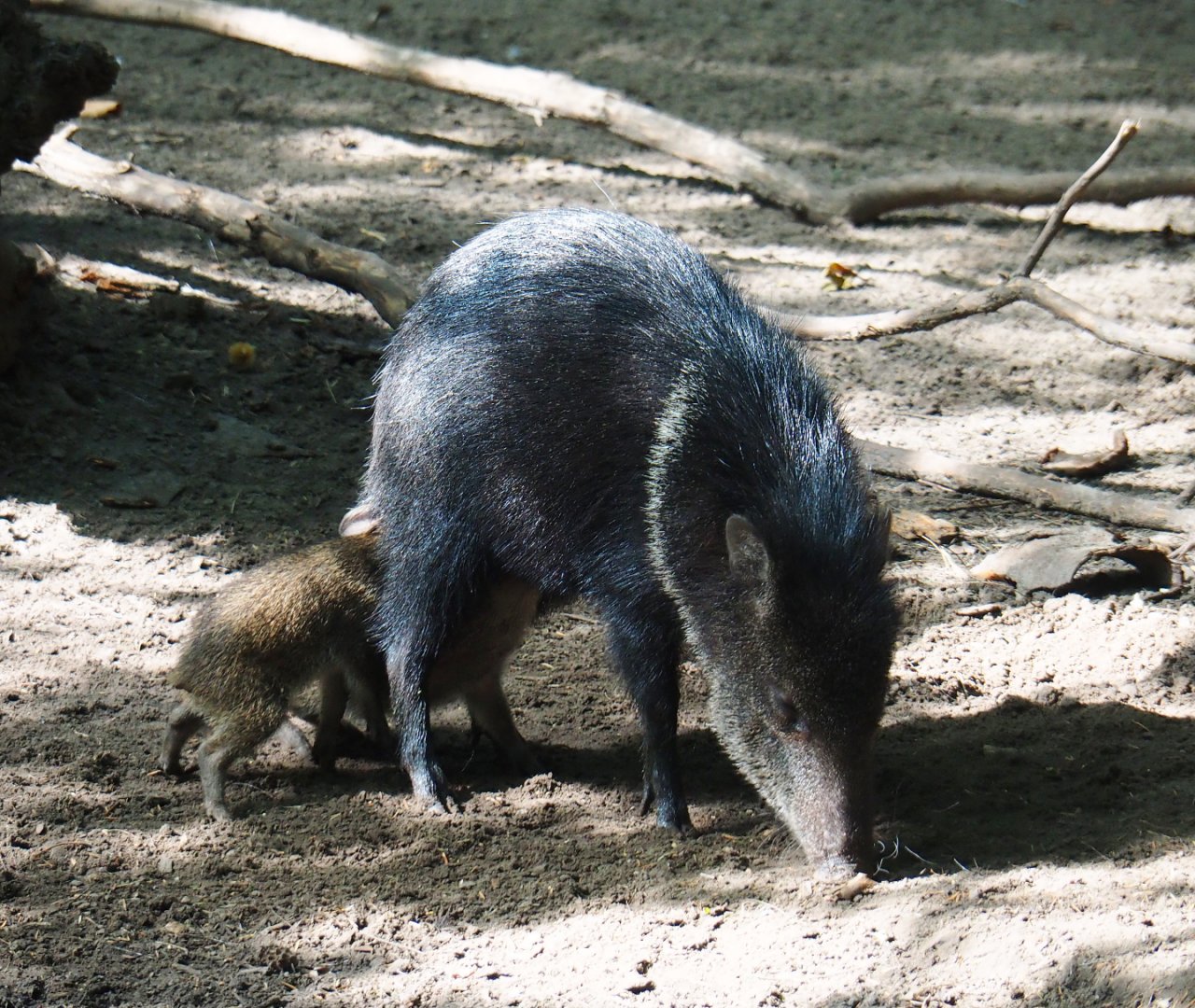 Collared peccary (Pecari tajacu), sow with nursing piglets, 2019-08-11
