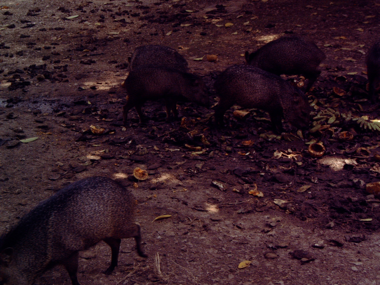 Collared Peccary (Pecari tajacu)