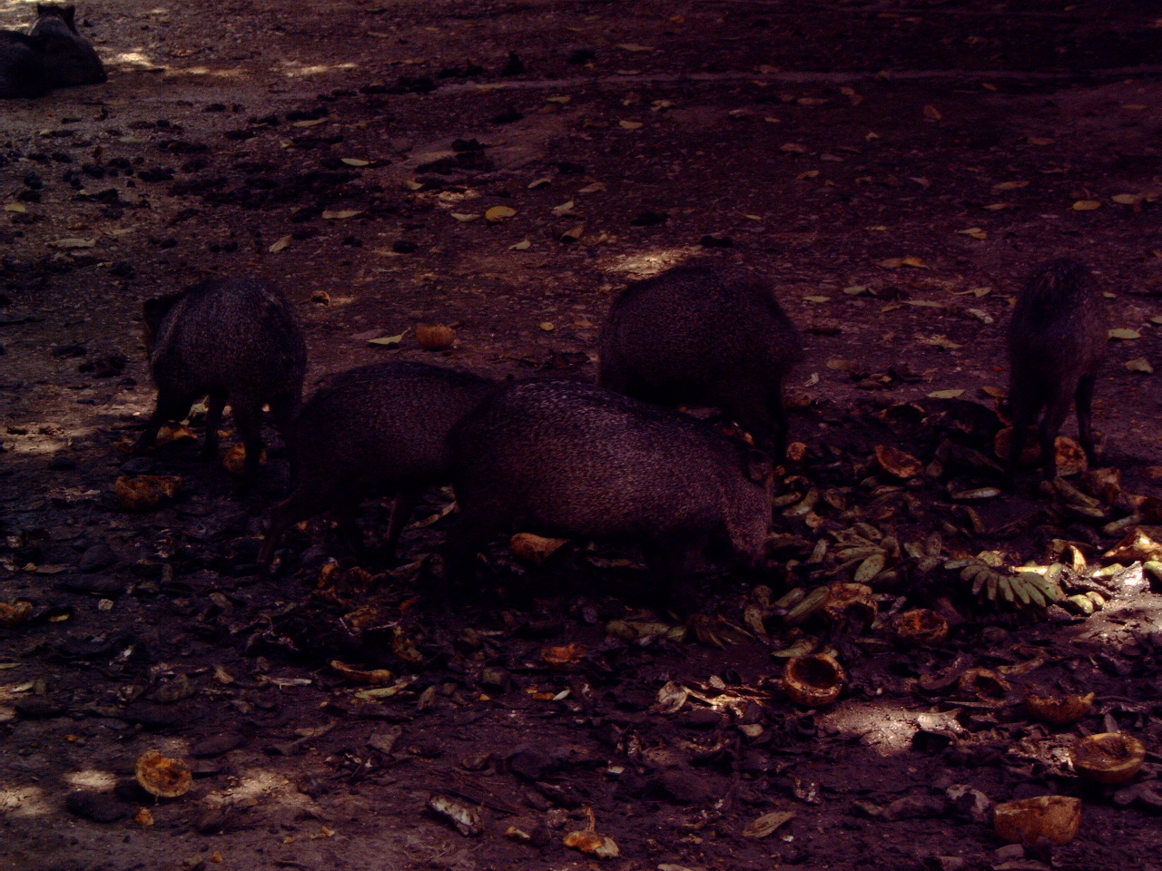 Collared Peccary (Pecari tajacu)
