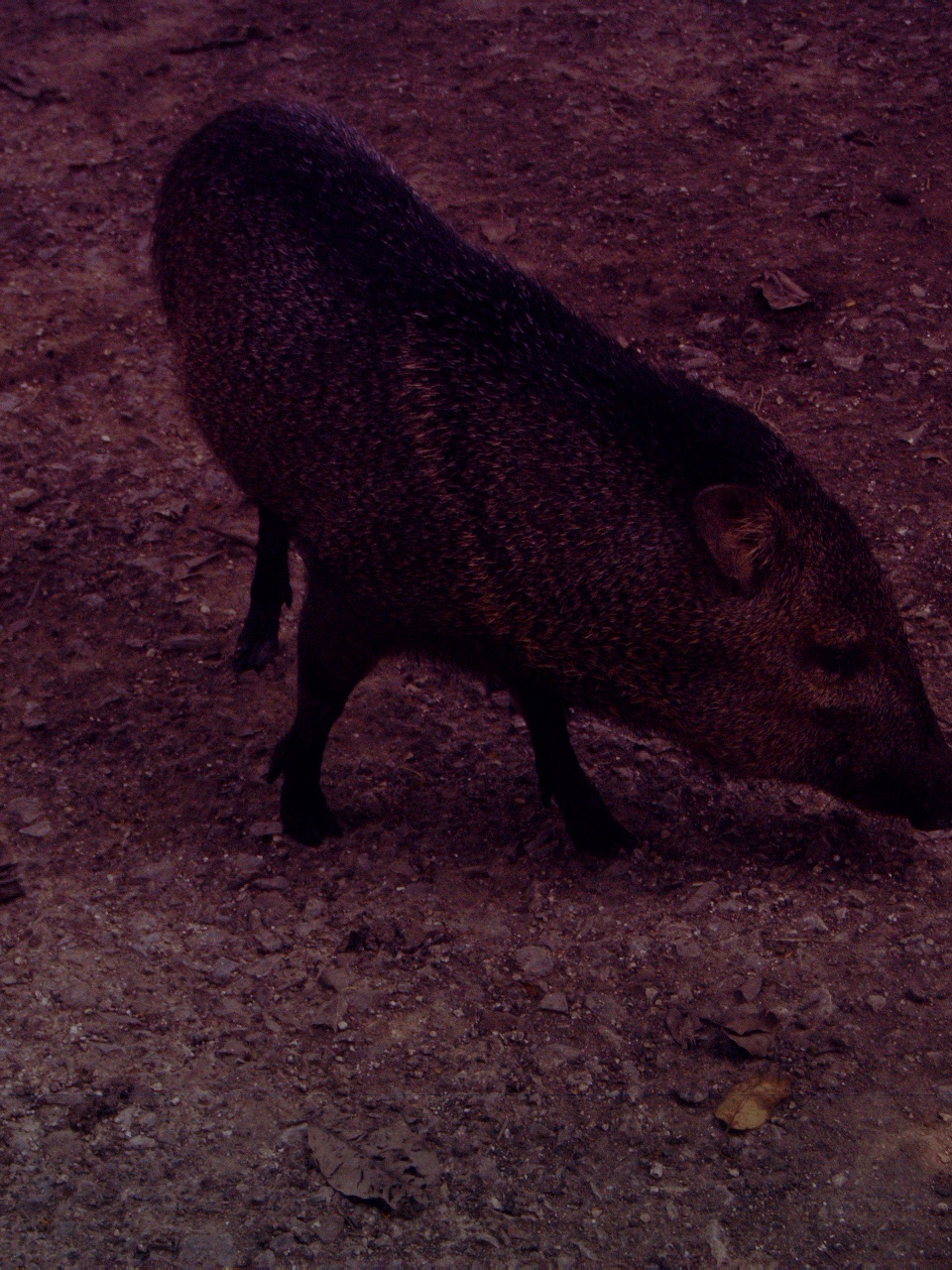 Collared Peccary (Pecari tajacu)