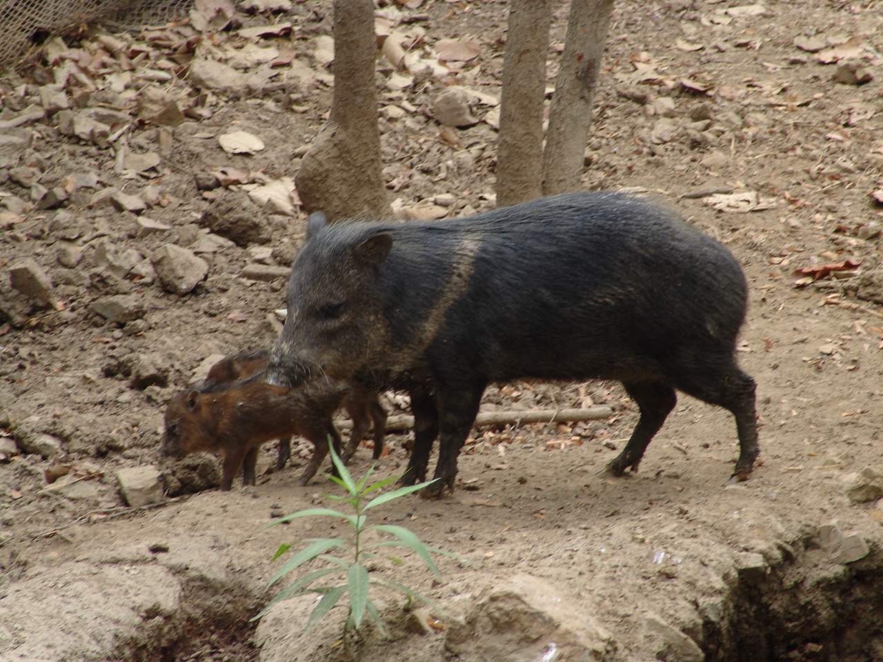 Collared Peccary (Pecari tajacu)
