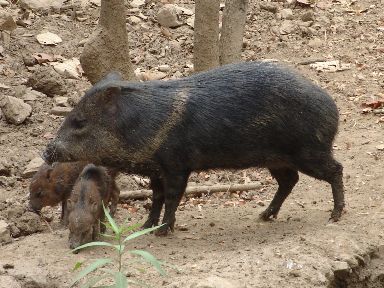 Collared Peccary (Pecari tajacu)